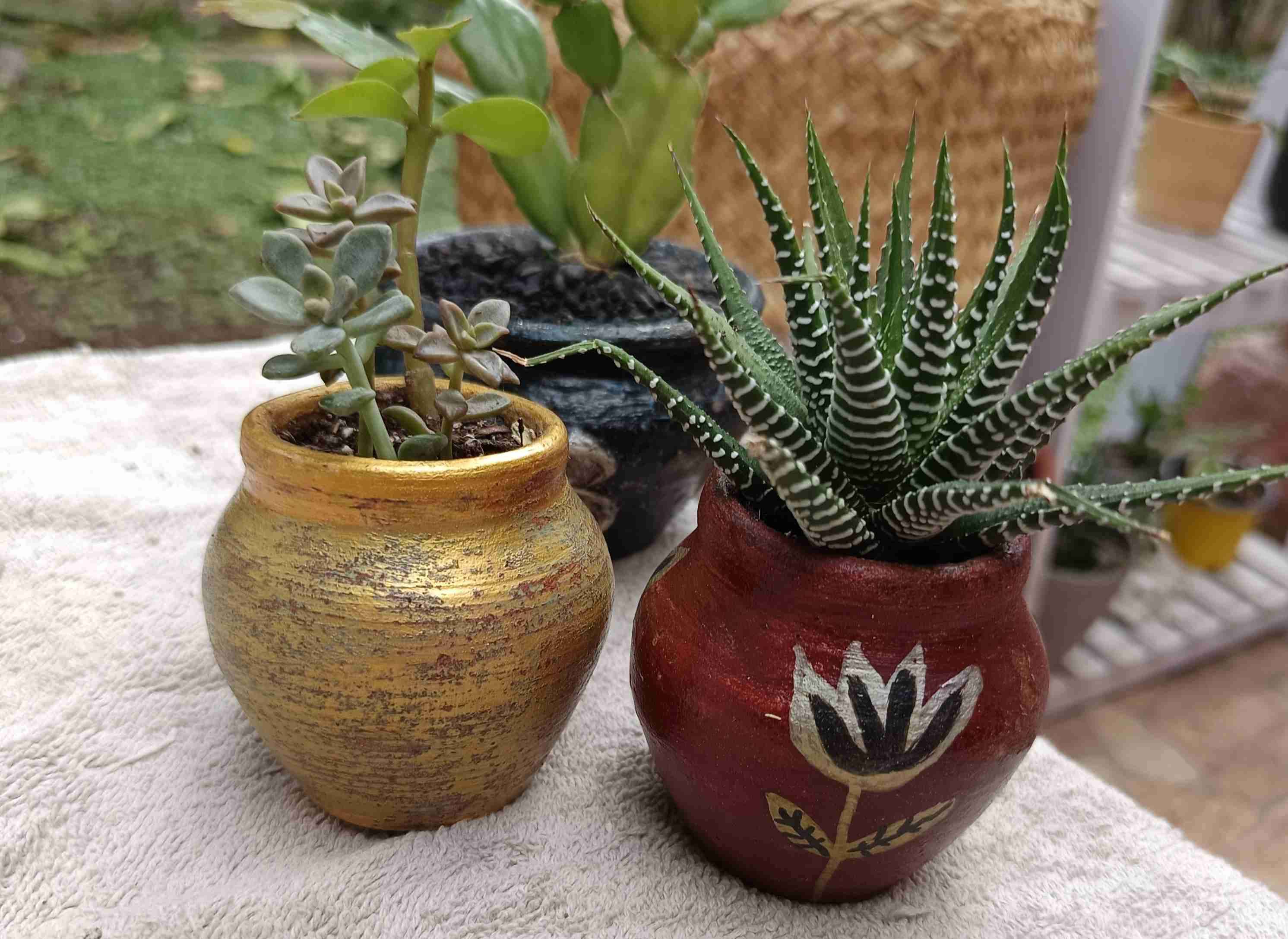 Planta suculenta con maceta decorativa. Regalo - miniatura 3