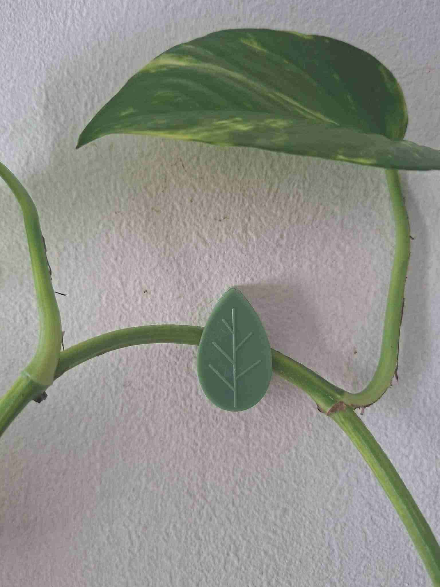 Clips para plantas trepadoras - miniatura 3