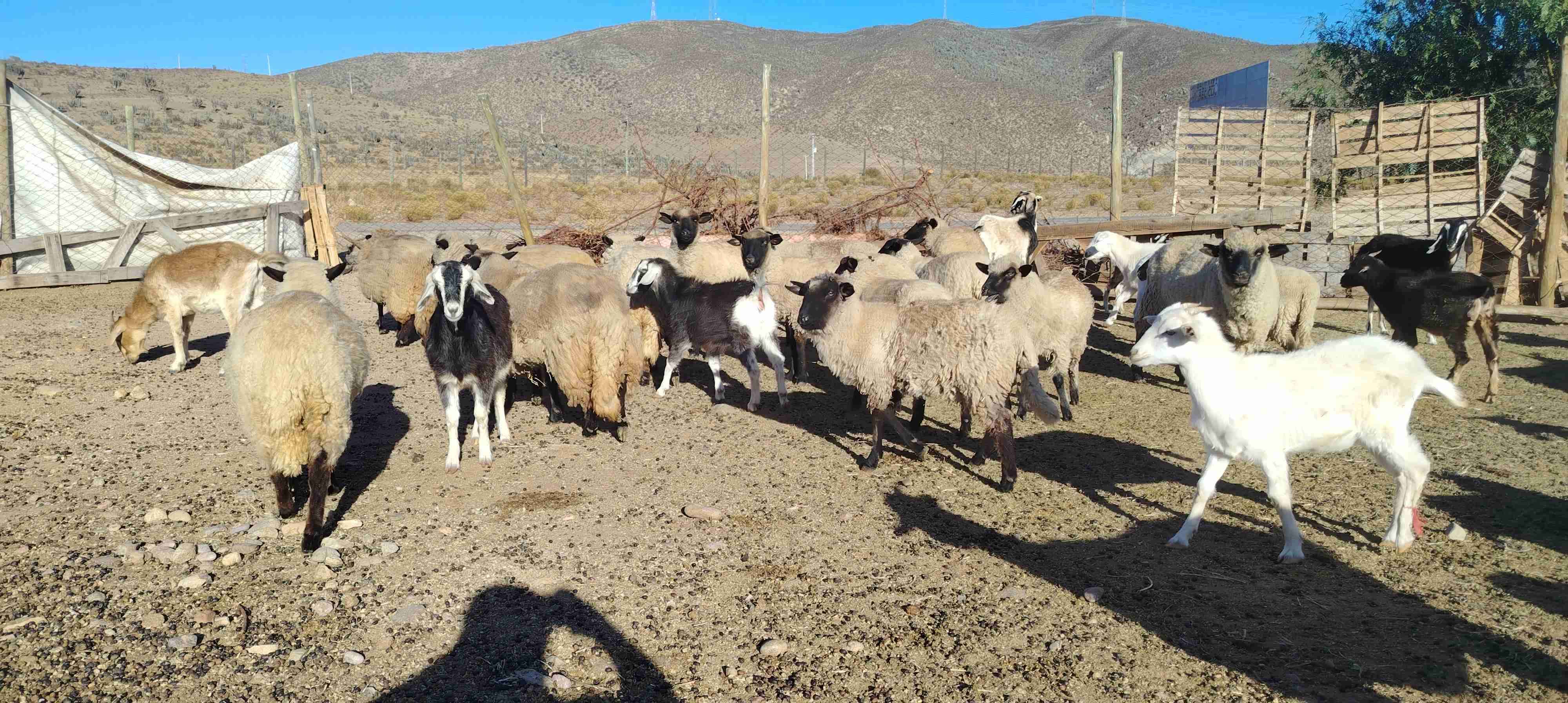 Rebaño de ovejas, cabras y cabrillonas nuevas. - miniatura 1