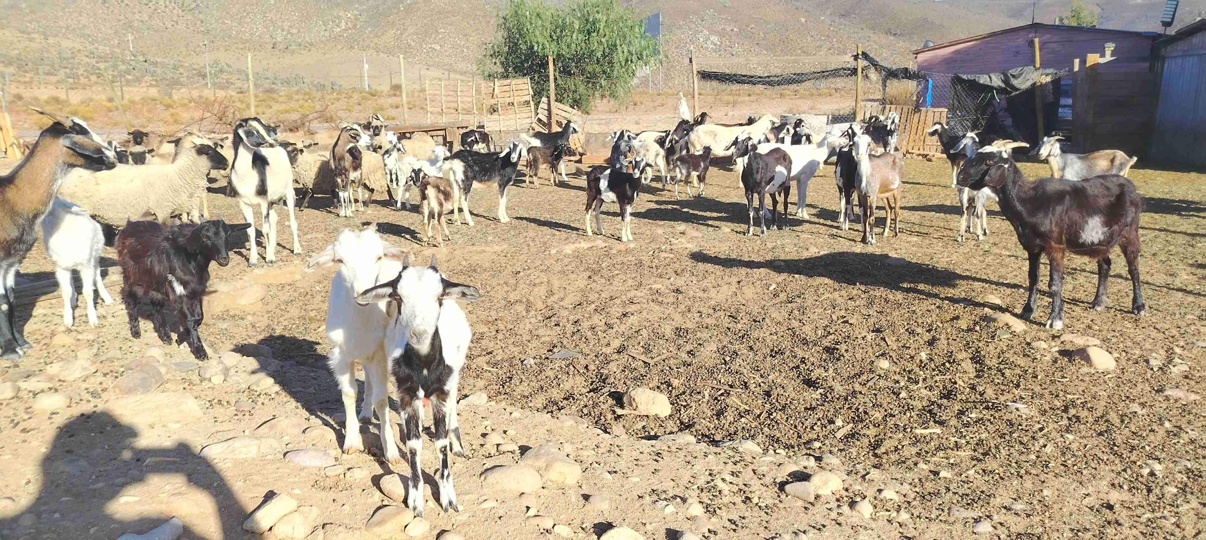 Rebaño de ovejas, cabras y cabrillonas nuevas. - miniatura 2