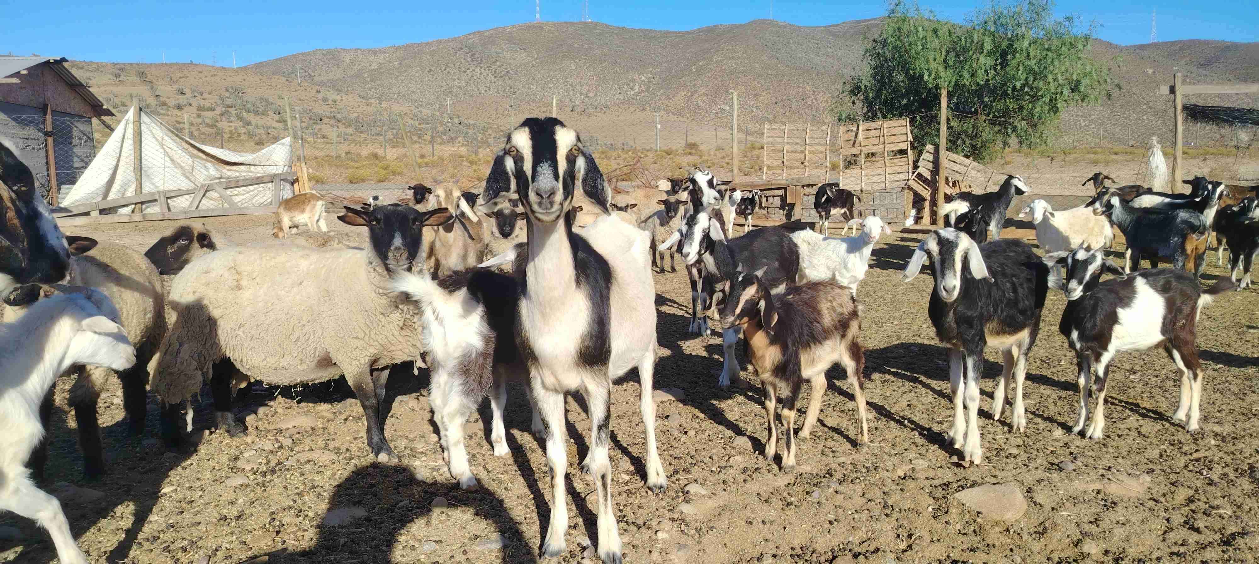 Rebaño de ovejas, cabras y cabrillonas nuevas. - miniatura 4