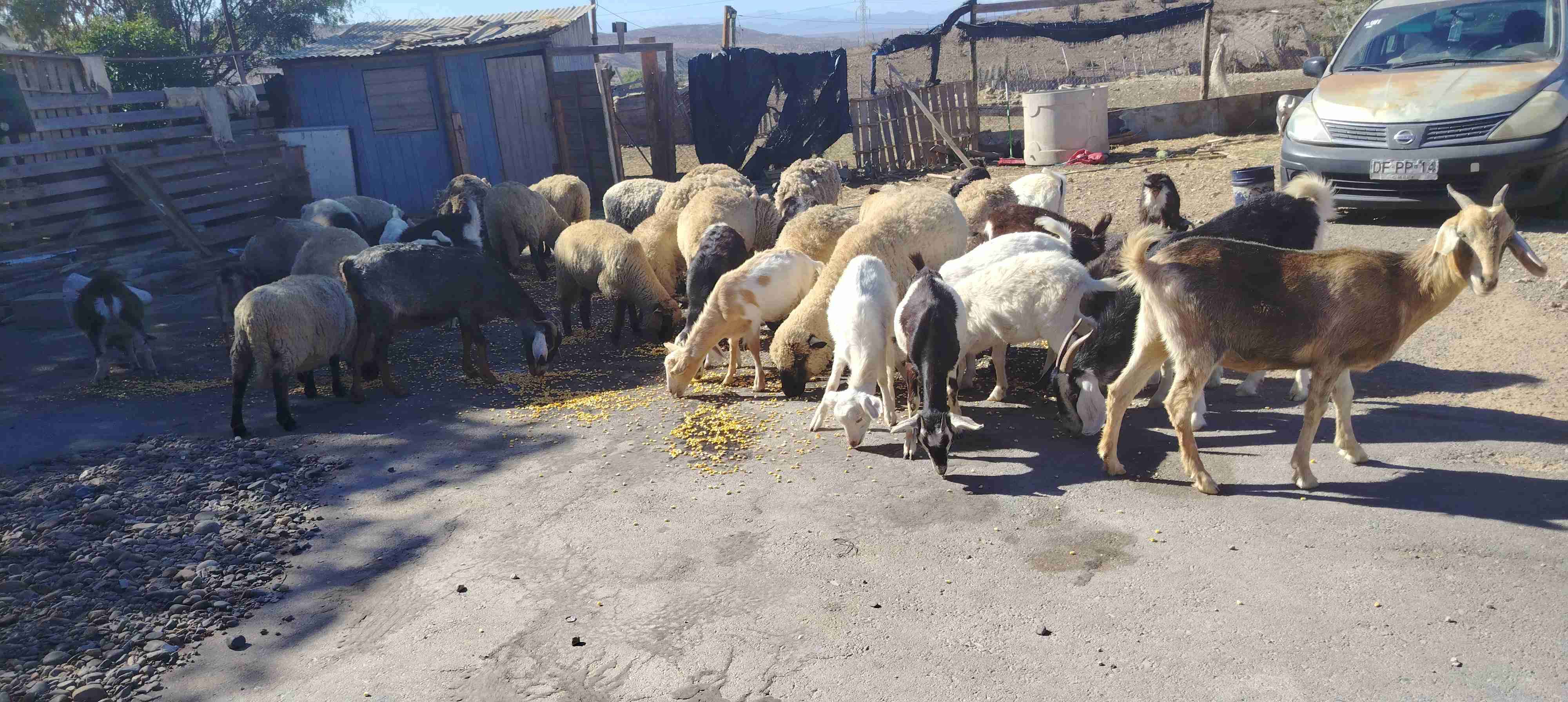 Rebaño de ovejas, cabras y cabrillonas nuevas. - miniatura 5