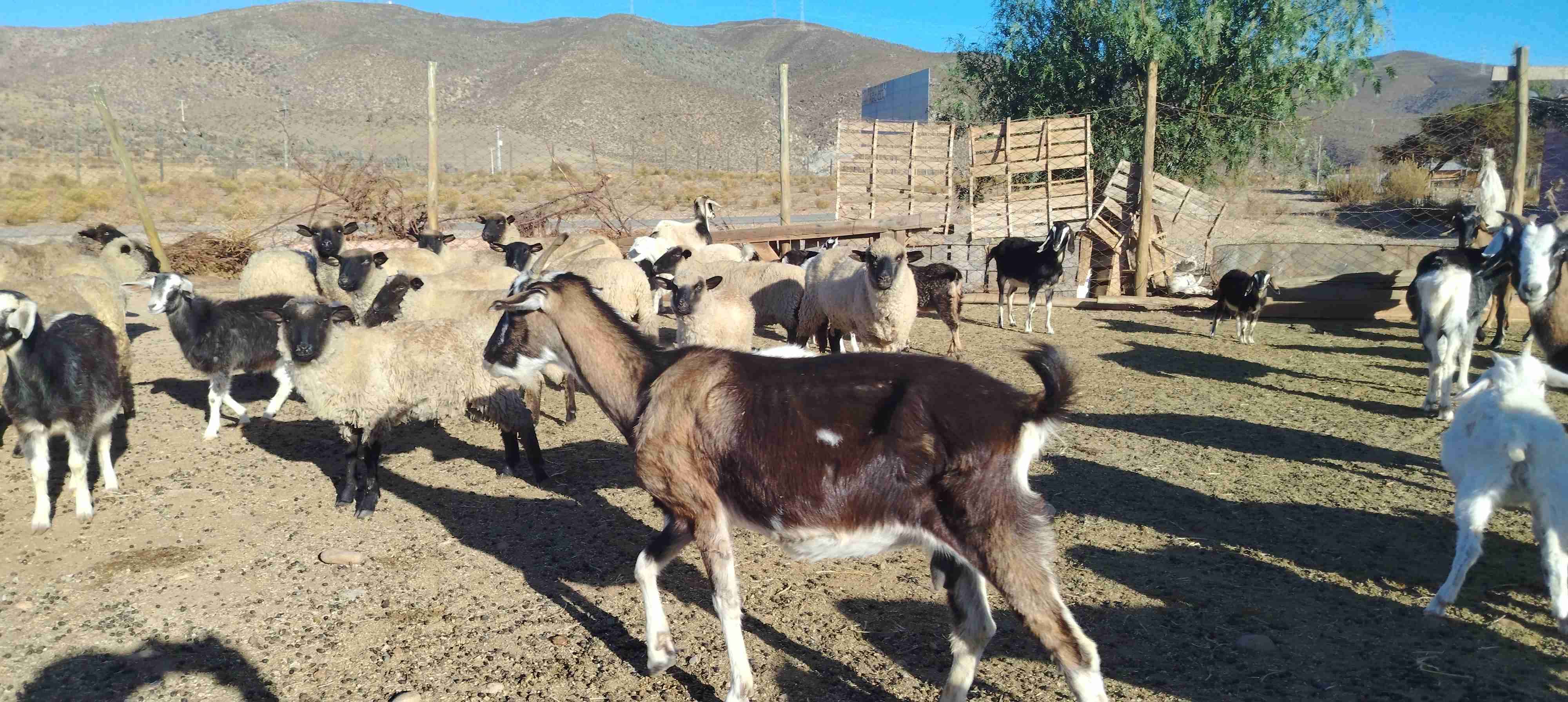 Rebaño de ovejas, cabras y cabrillonas nuevas. - miniatura 6