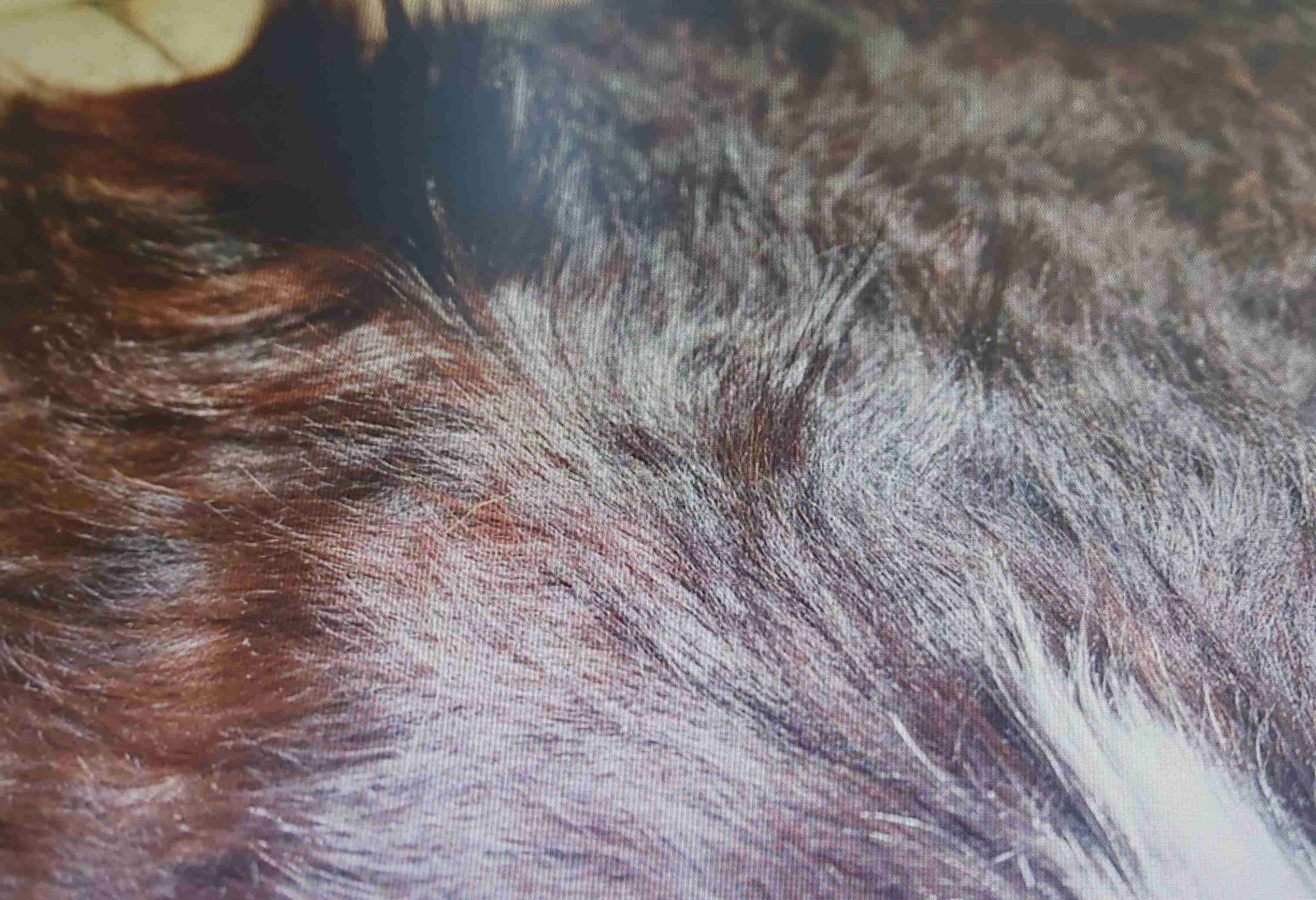 Alfombra - miniatura 1