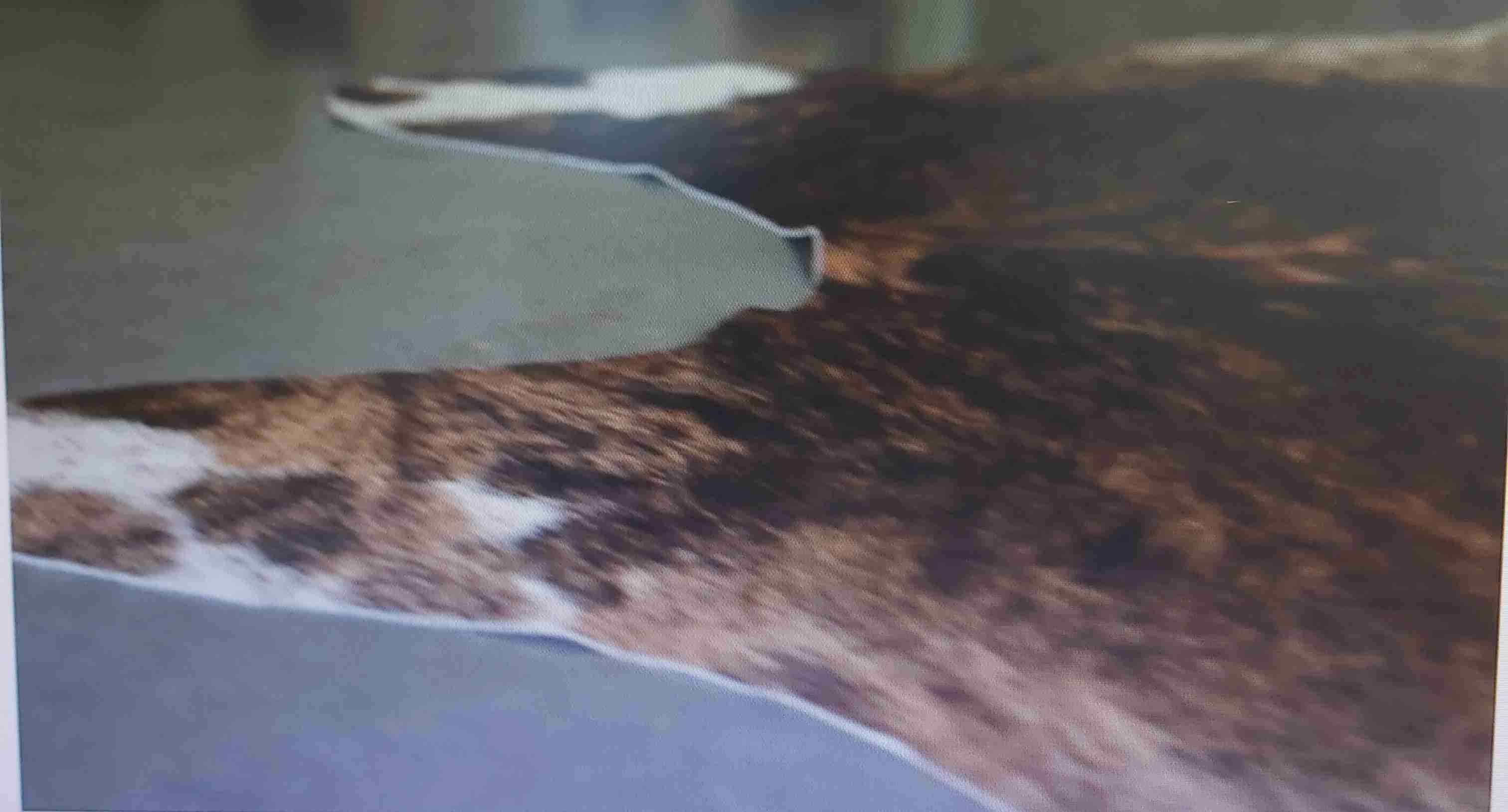 Alfombra - miniatura 4