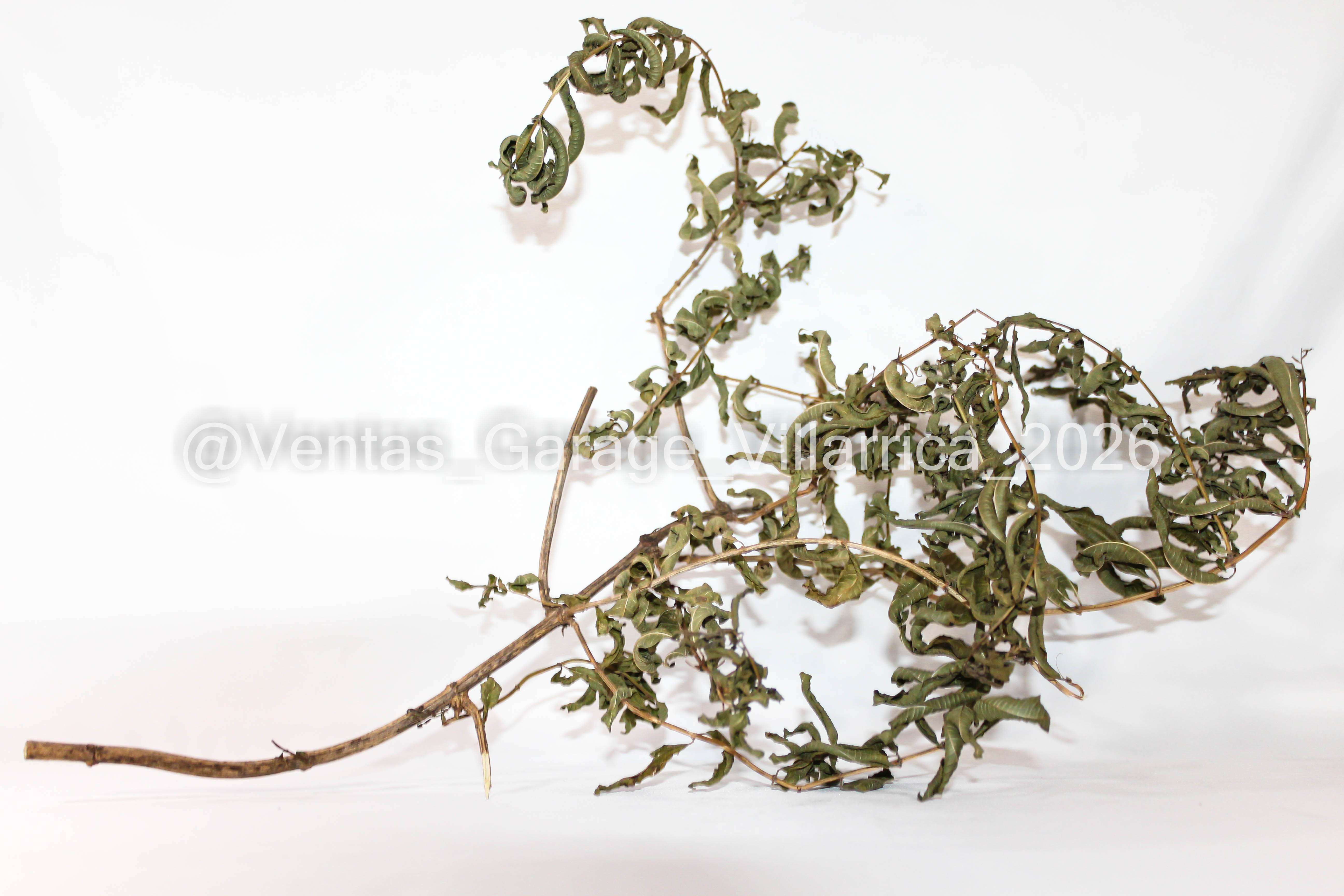 Cedrón Villarrica - miniatura 1