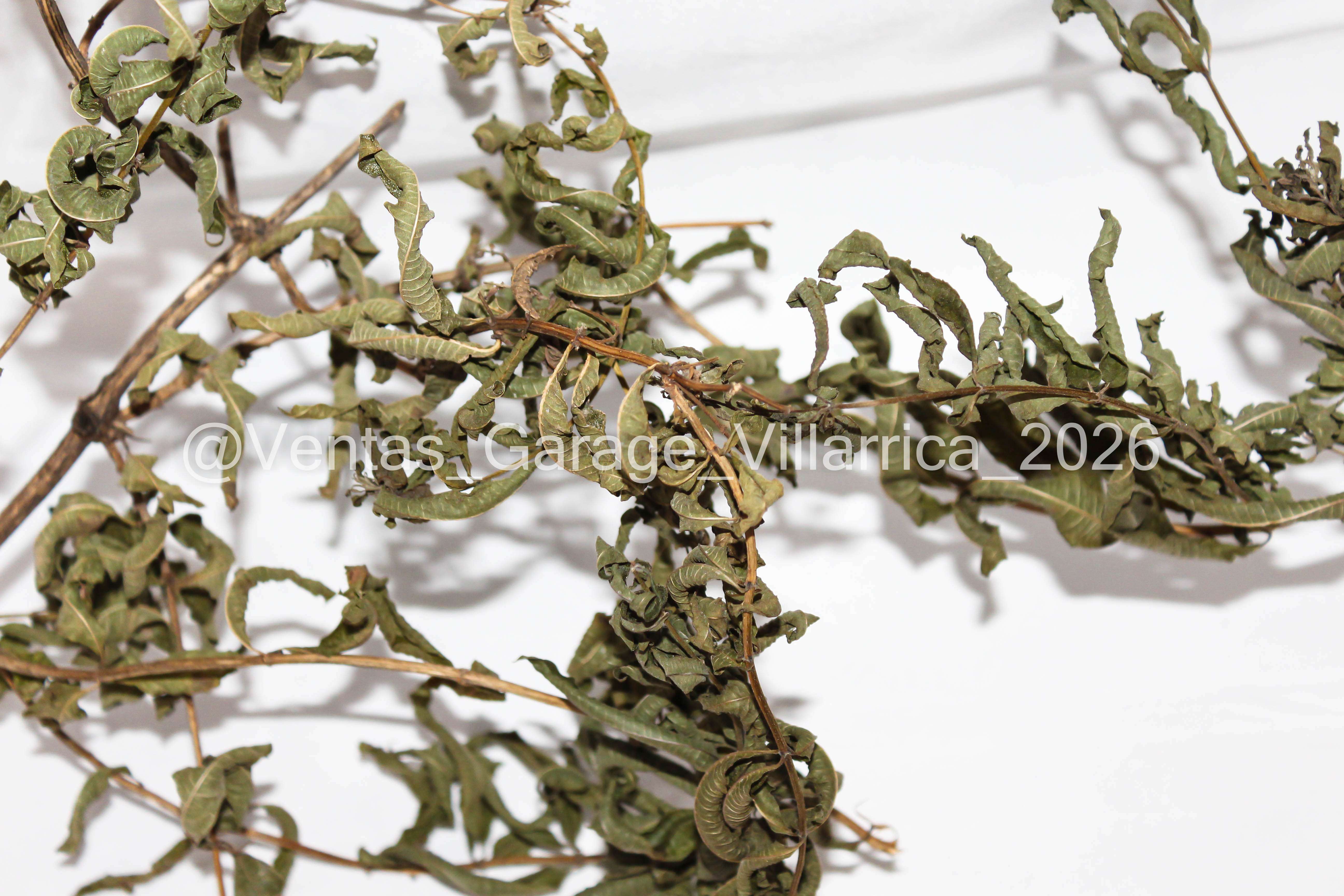 Cedrón Villarrica - miniatura 4