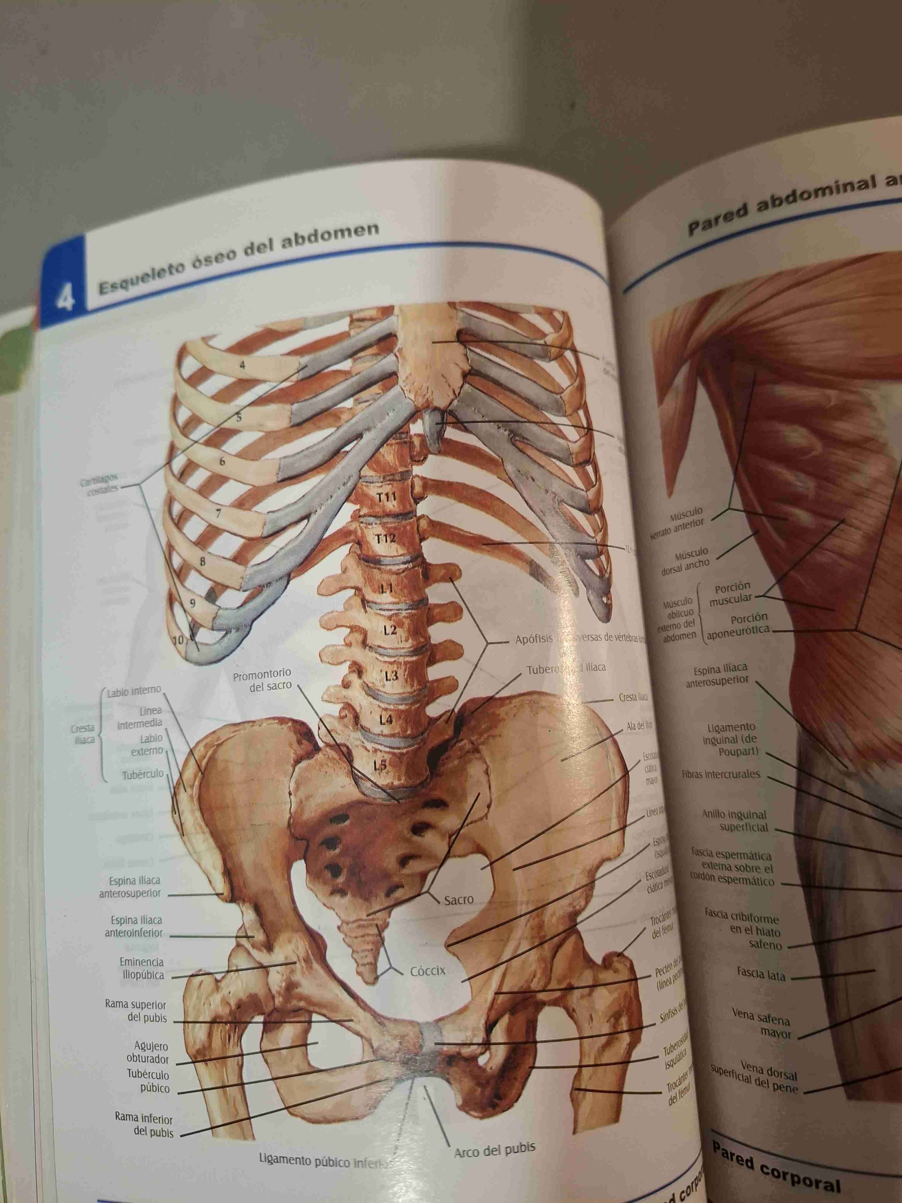 Atlas de Anatomía Humana 4ª Edición - miniatura 4