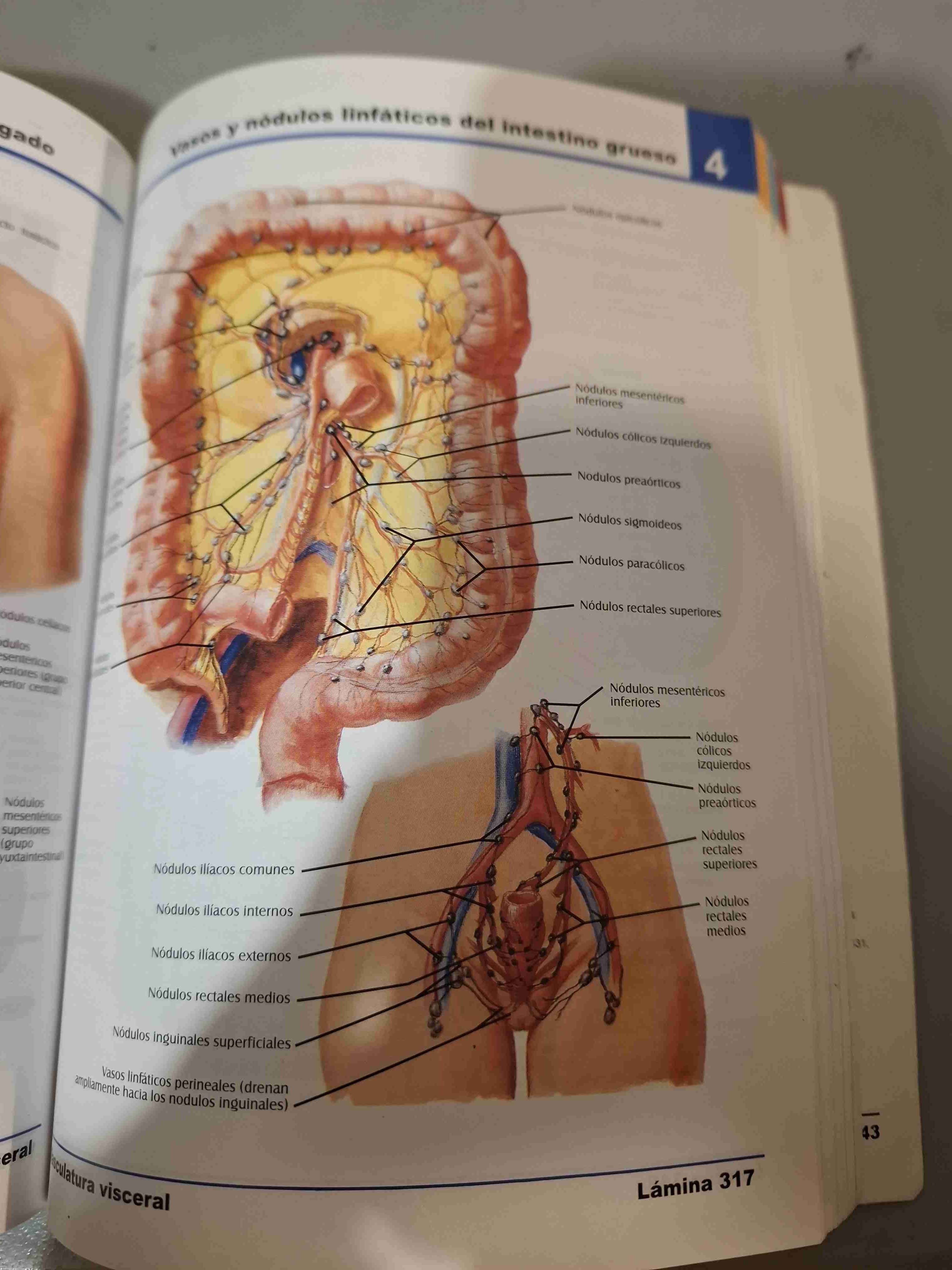 Atlas de Anatomía Humana 4ª Edición - miniatura 5