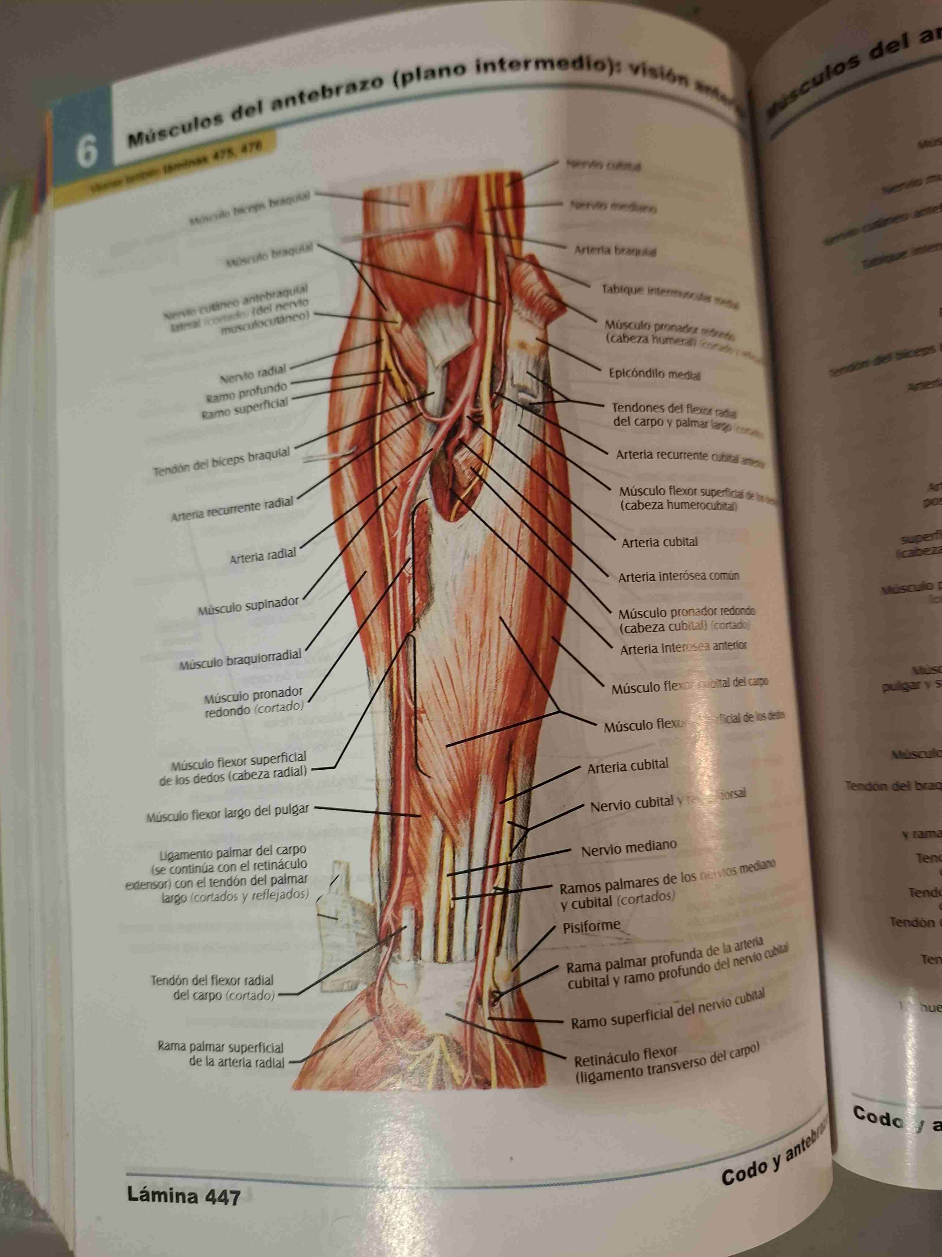 Atlas de Anatomía Humana 4ª Edición - miniatura 6