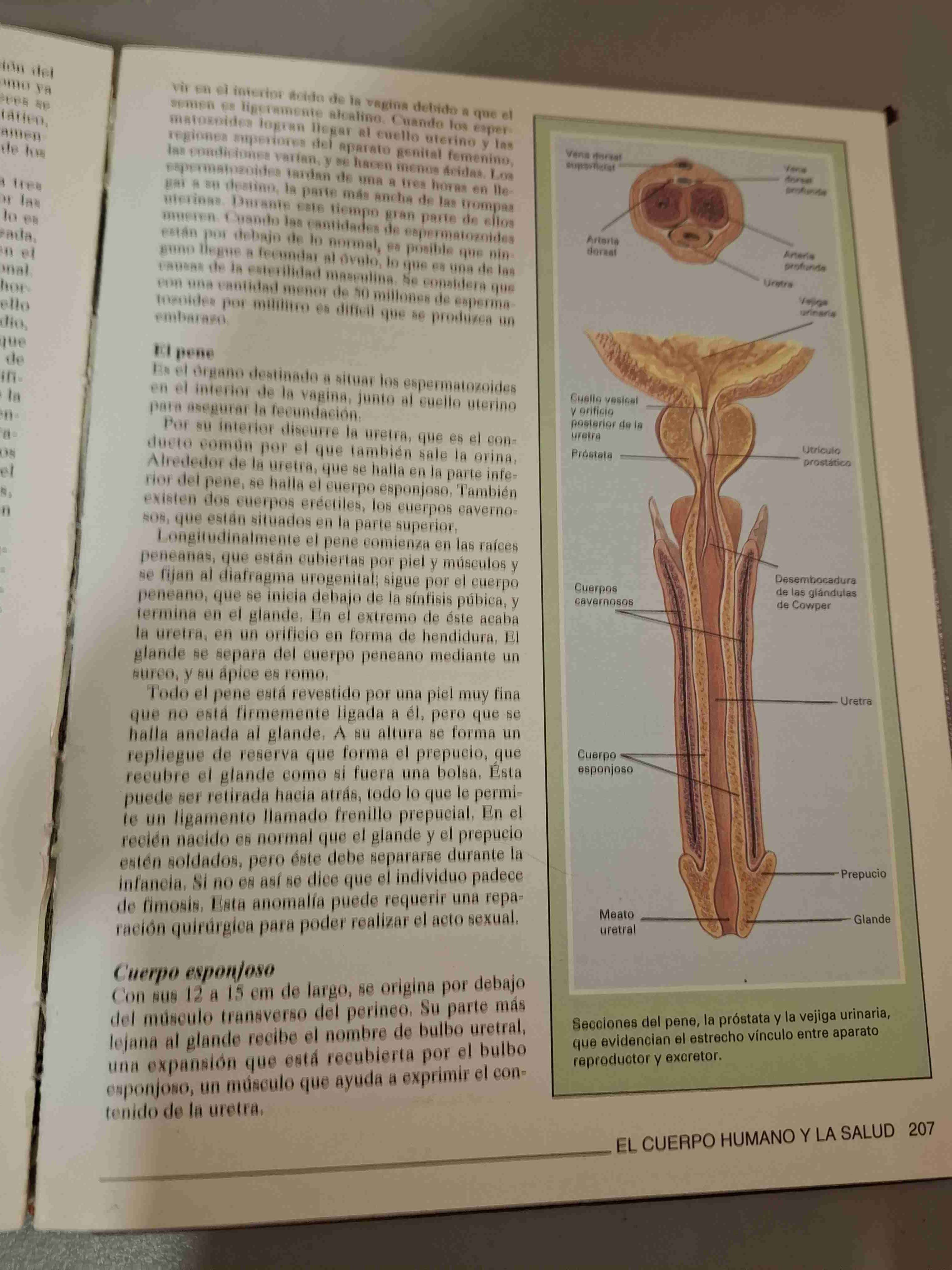 Enciclopedia Didacta Ilustrada - miniatura 3