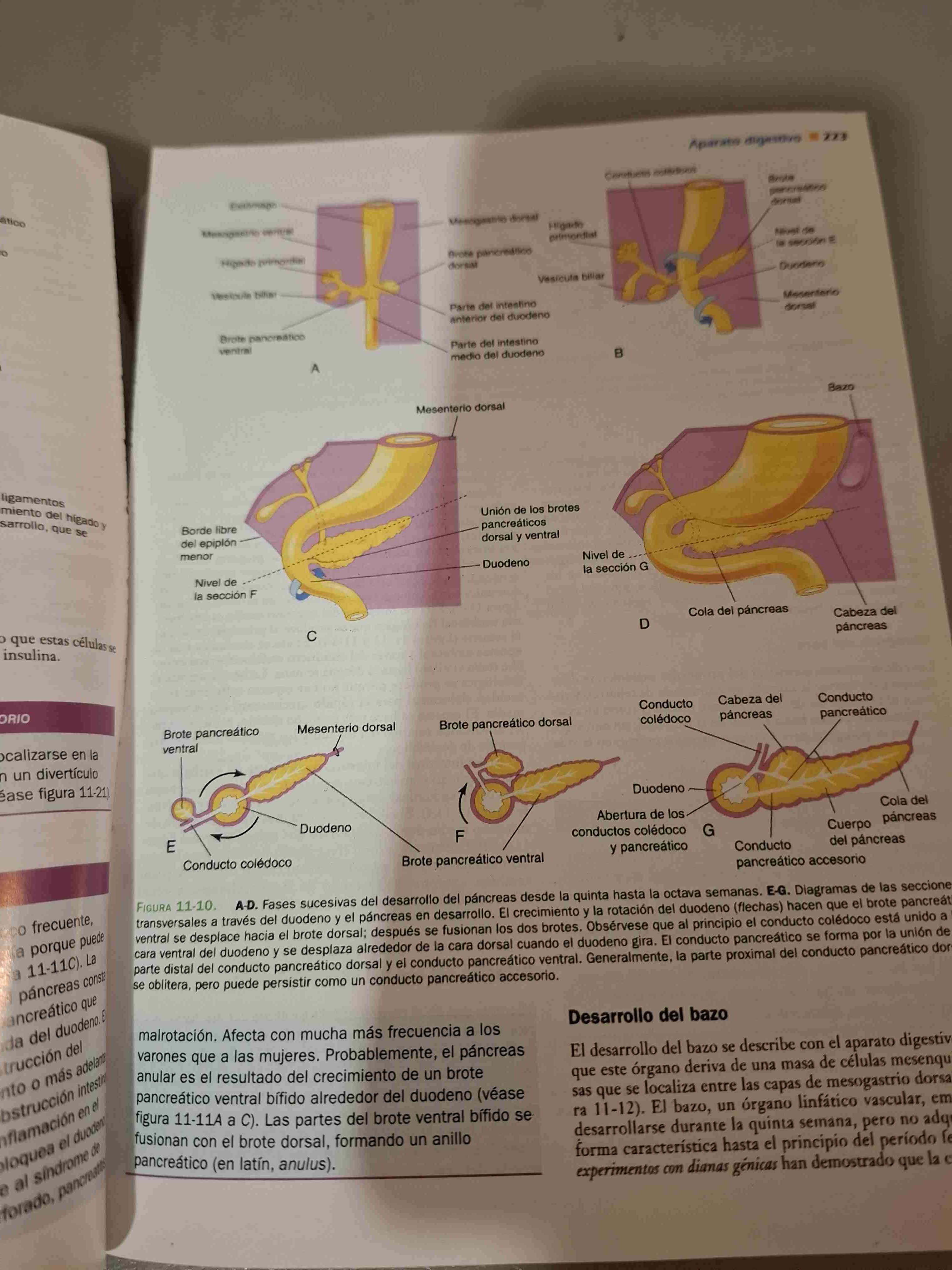 Libro Embriología Clínica 8ª Edición - miniatura 3