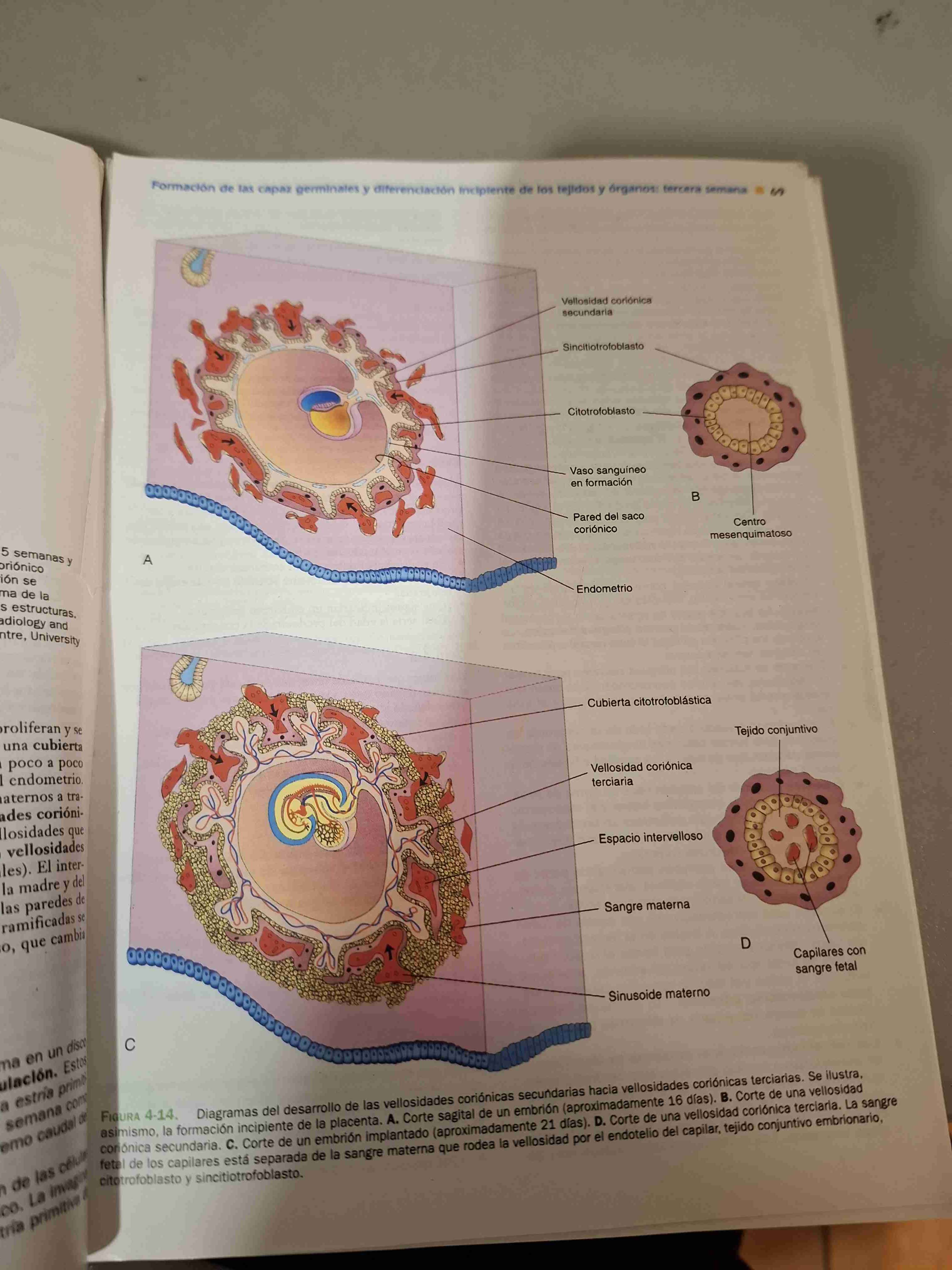 Libro Embriología Clínica 8ª Edición - miniatura 6