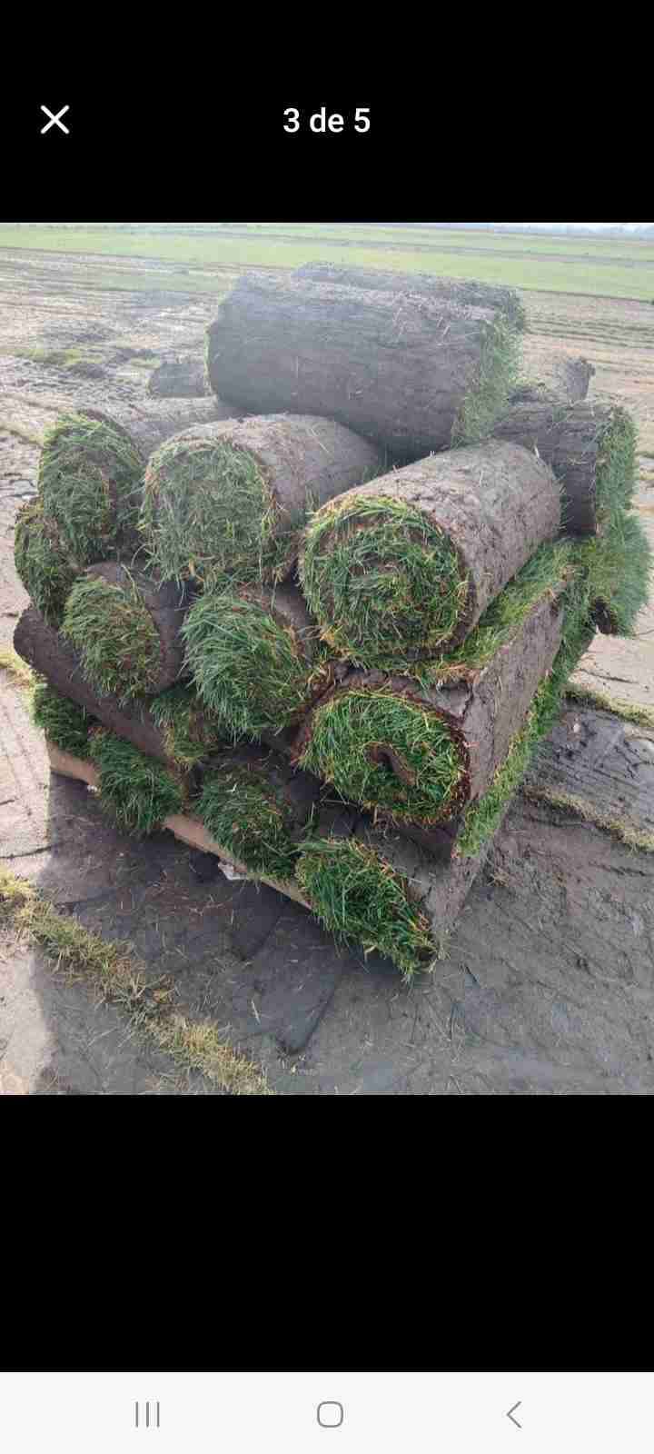 Césped en rollos para jardín instalado - miniatura 4