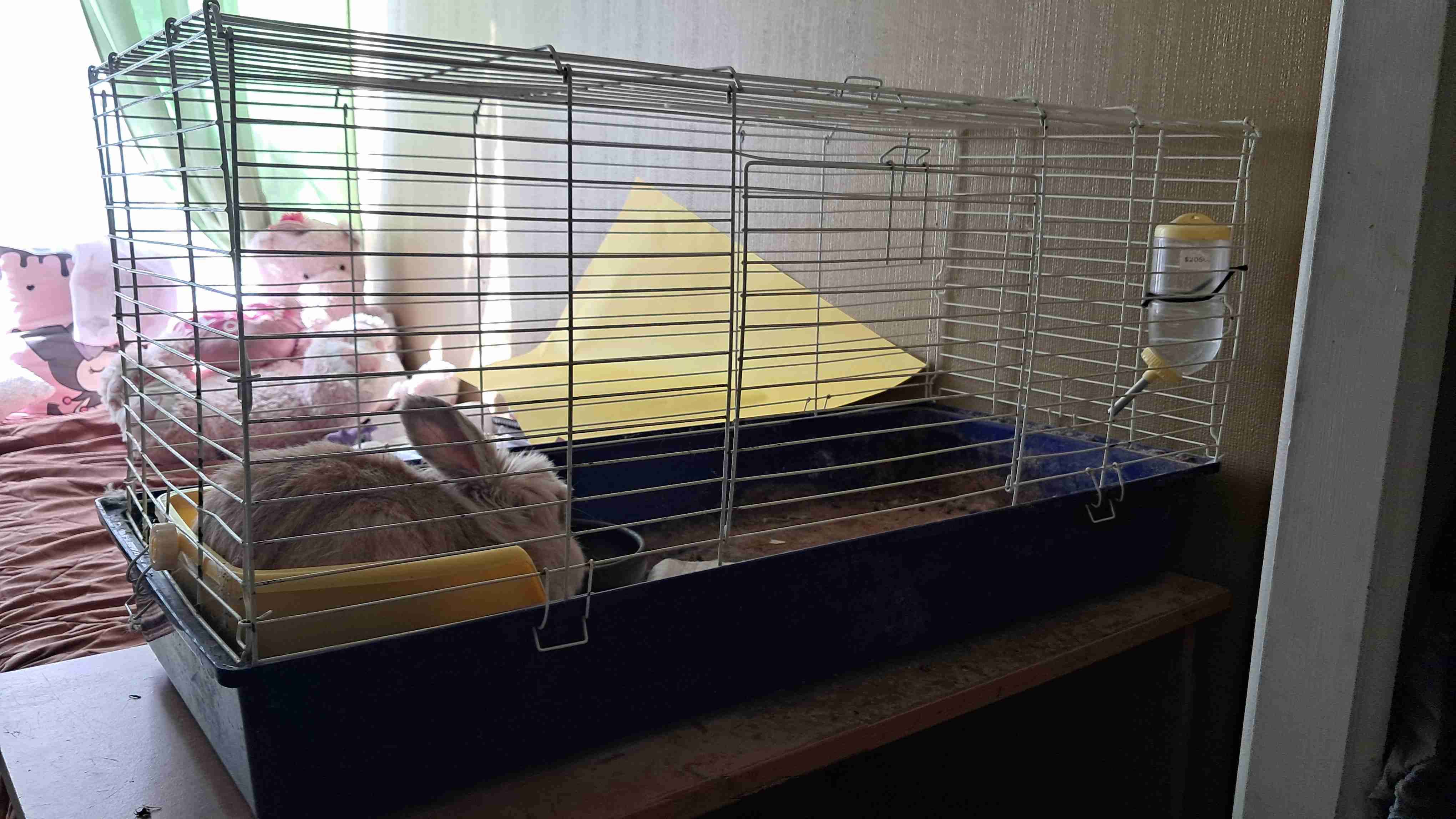 Conejo cabeza de león 🦁 - miniatura 2