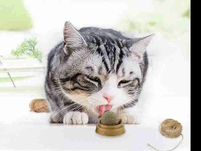 Mascotas hierba gatera - miniatura 1