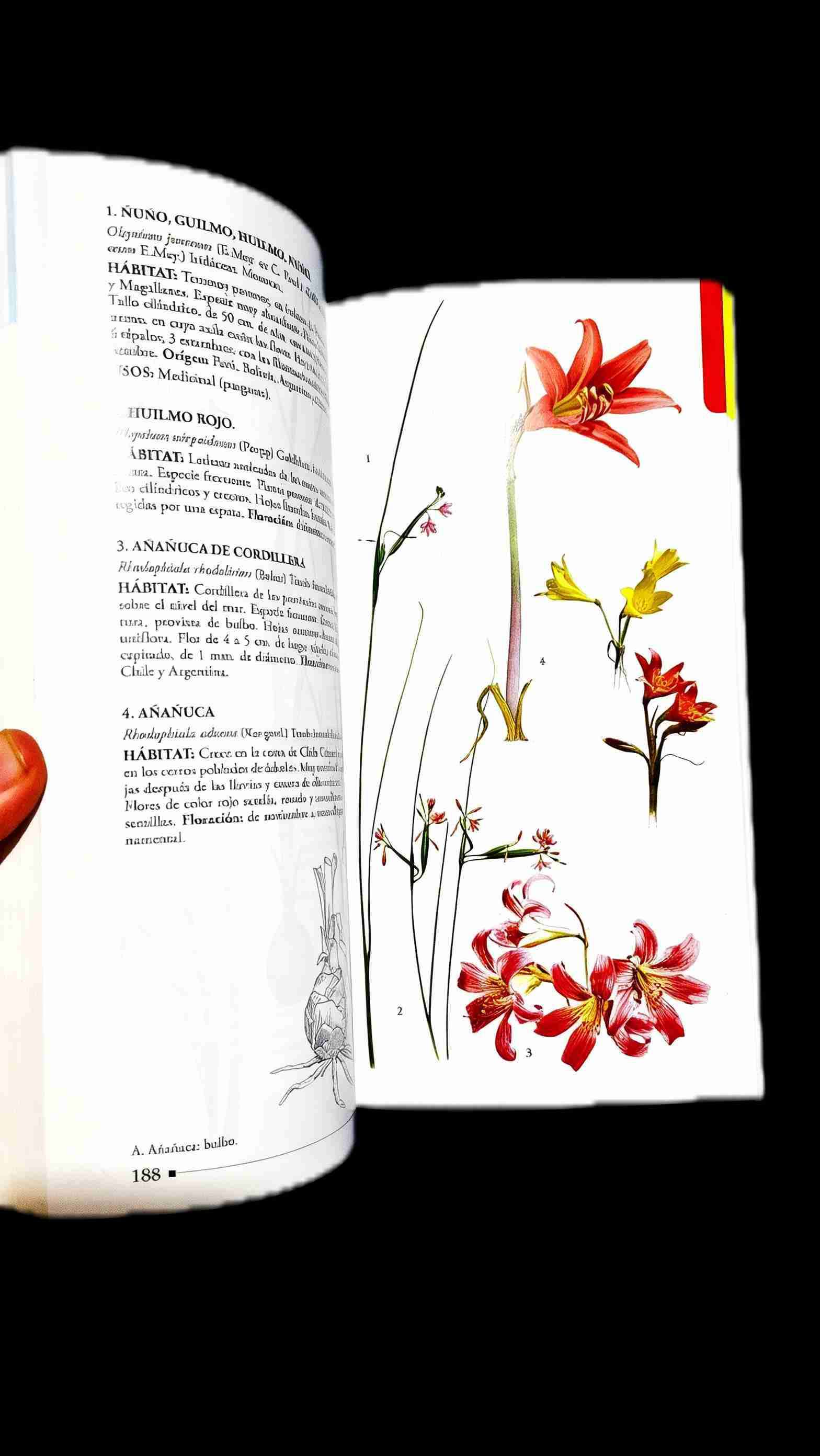 Flora Silvestre de Chile, Zona Central – Adriana H - miniatura 2