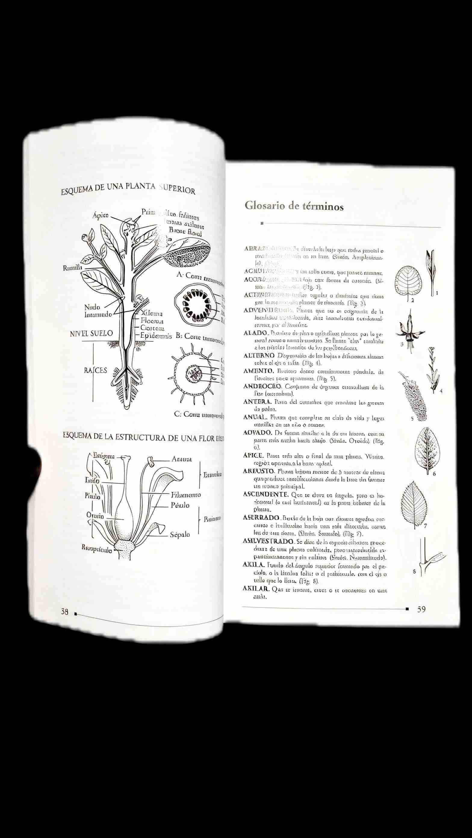 Flora Silvestre de Chile, Zona Central – Adriana H - miniatura 4