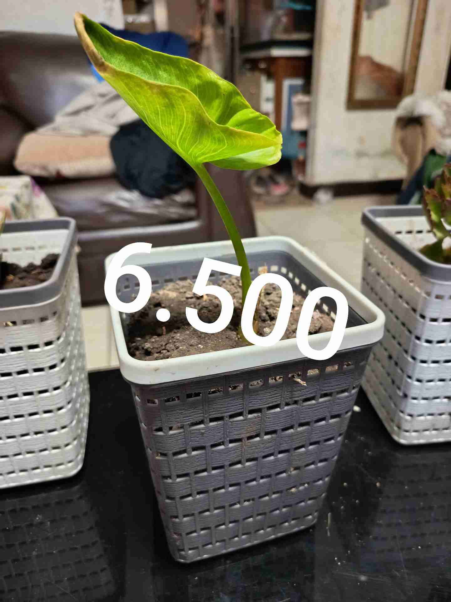 Plantas  en maceta - miniatura 2