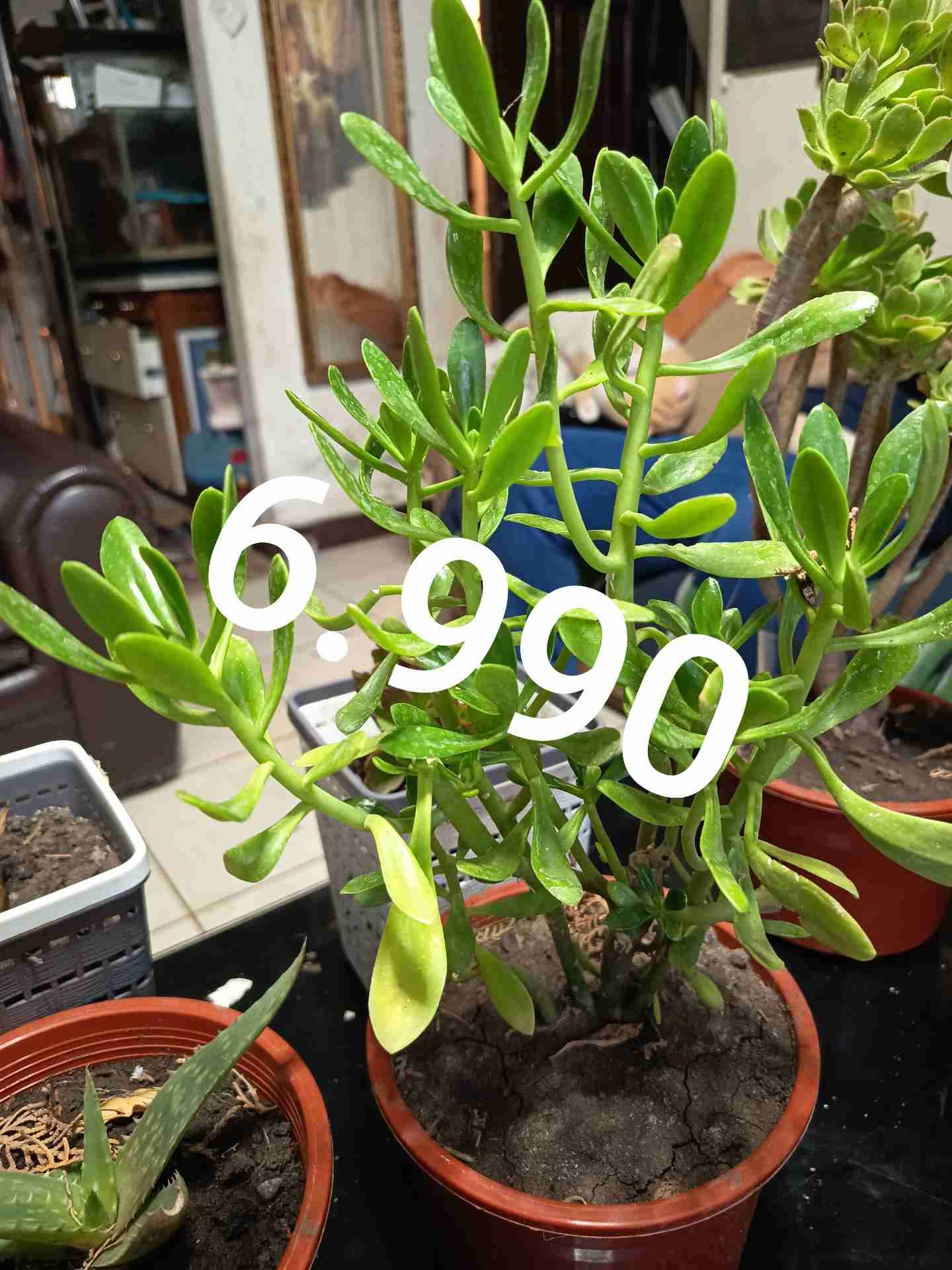 Plantas  en maceta - miniatura 3