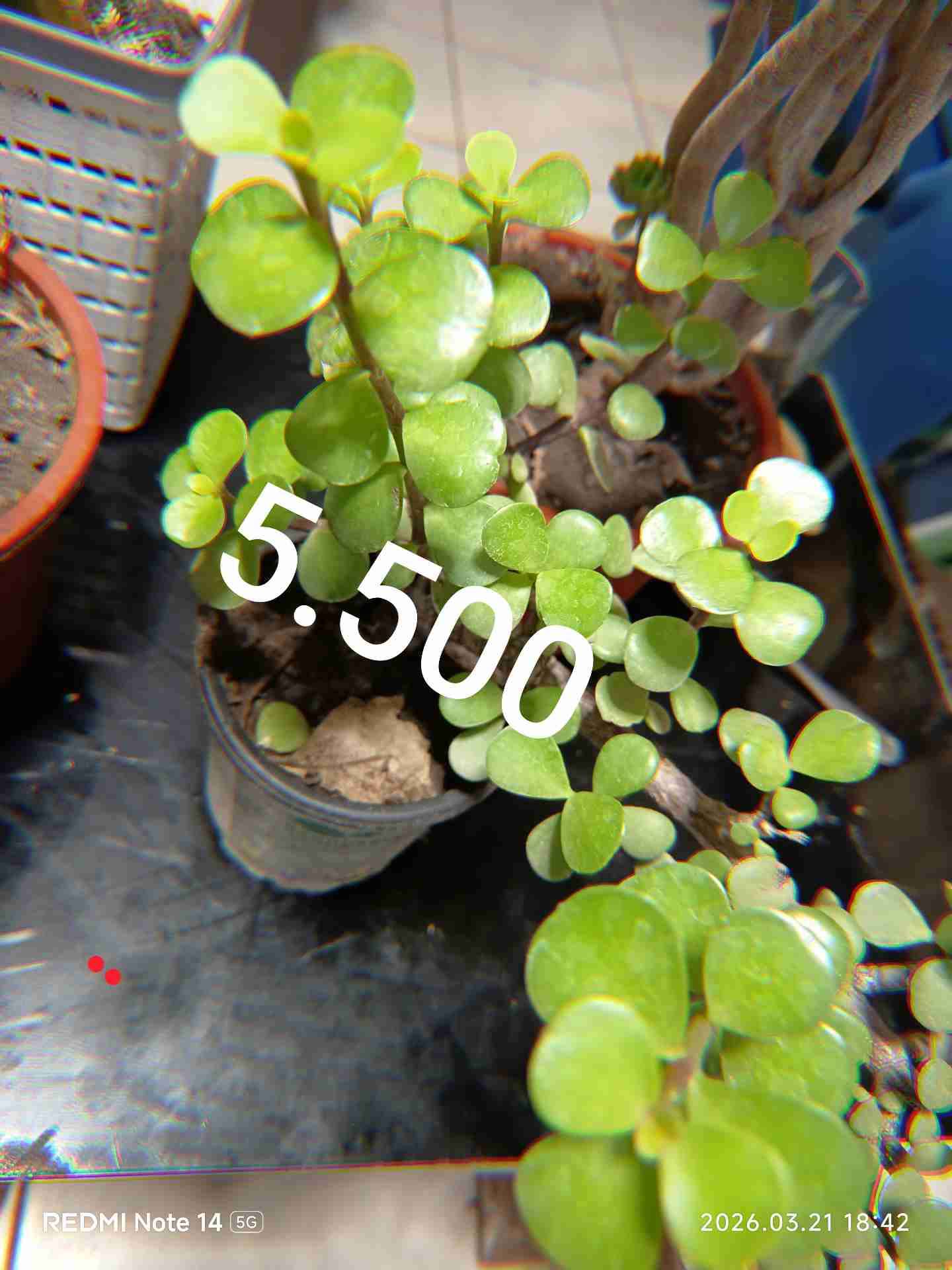 Plantas  en maceta - miniatura 4