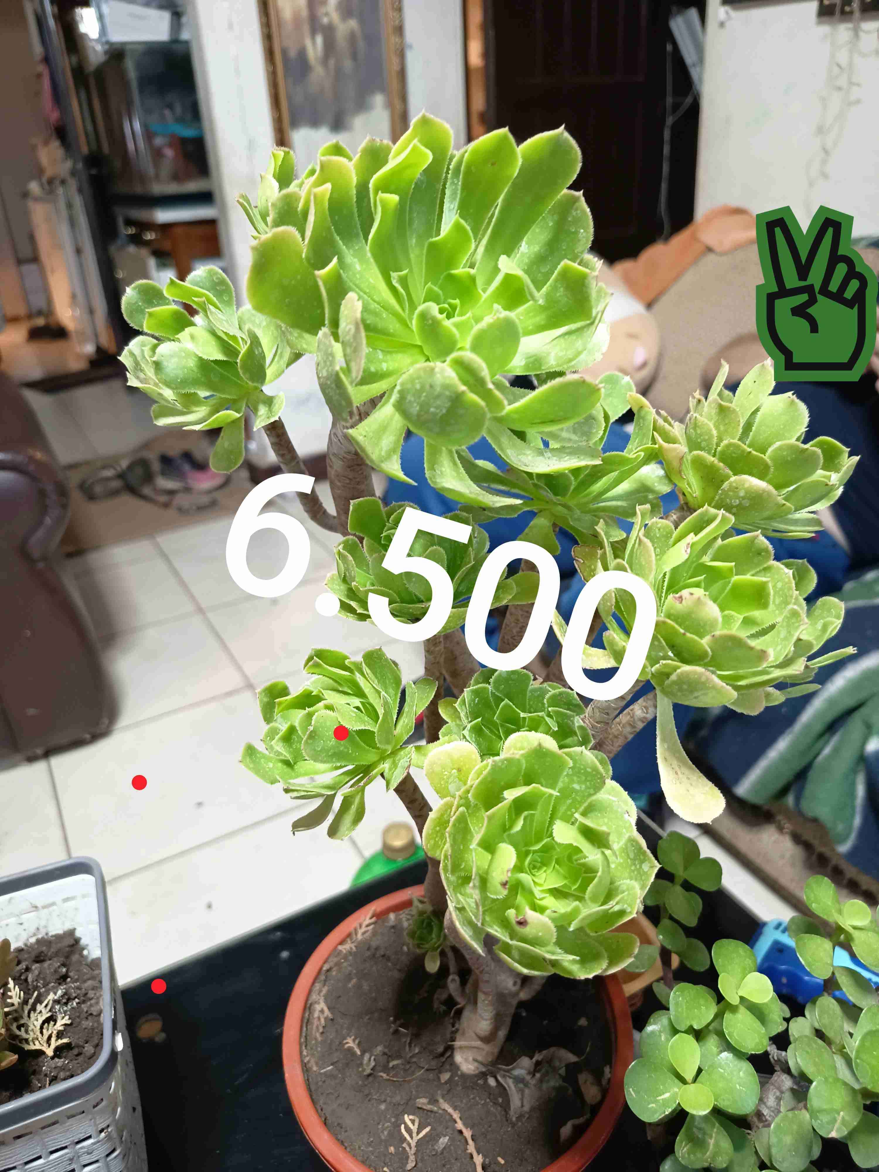 Plantas  en maceta - miniatura 6