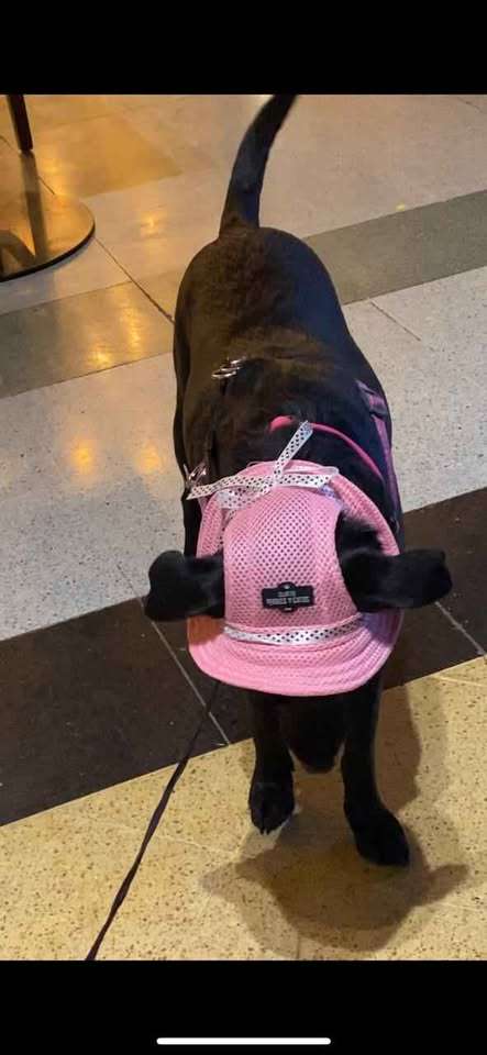 Sombrero para mascotas rosa - miniatura 2