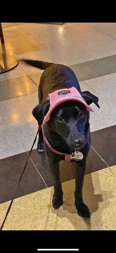 Sombrero para mascotas rosa - miniatura 3