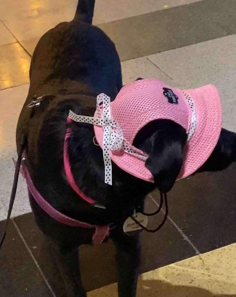 Sombrero para mascotas rosa - miniatura 4