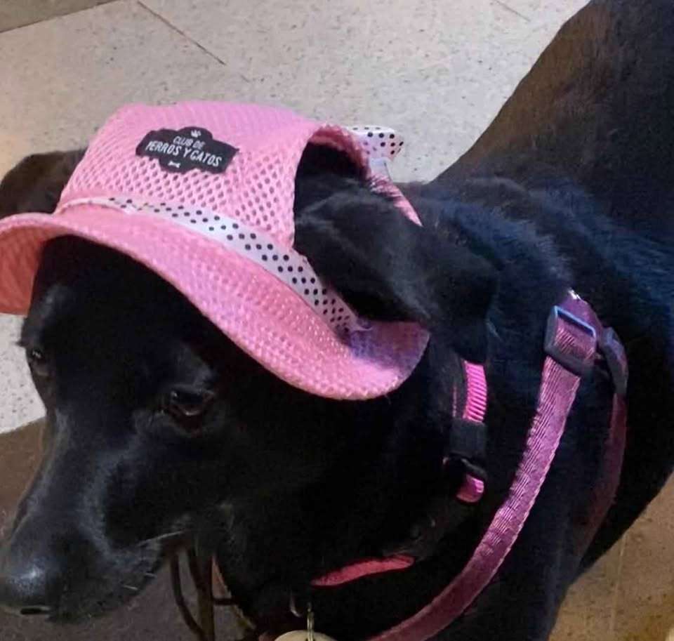 Sombrero para mascotas rosa - miniatura 5