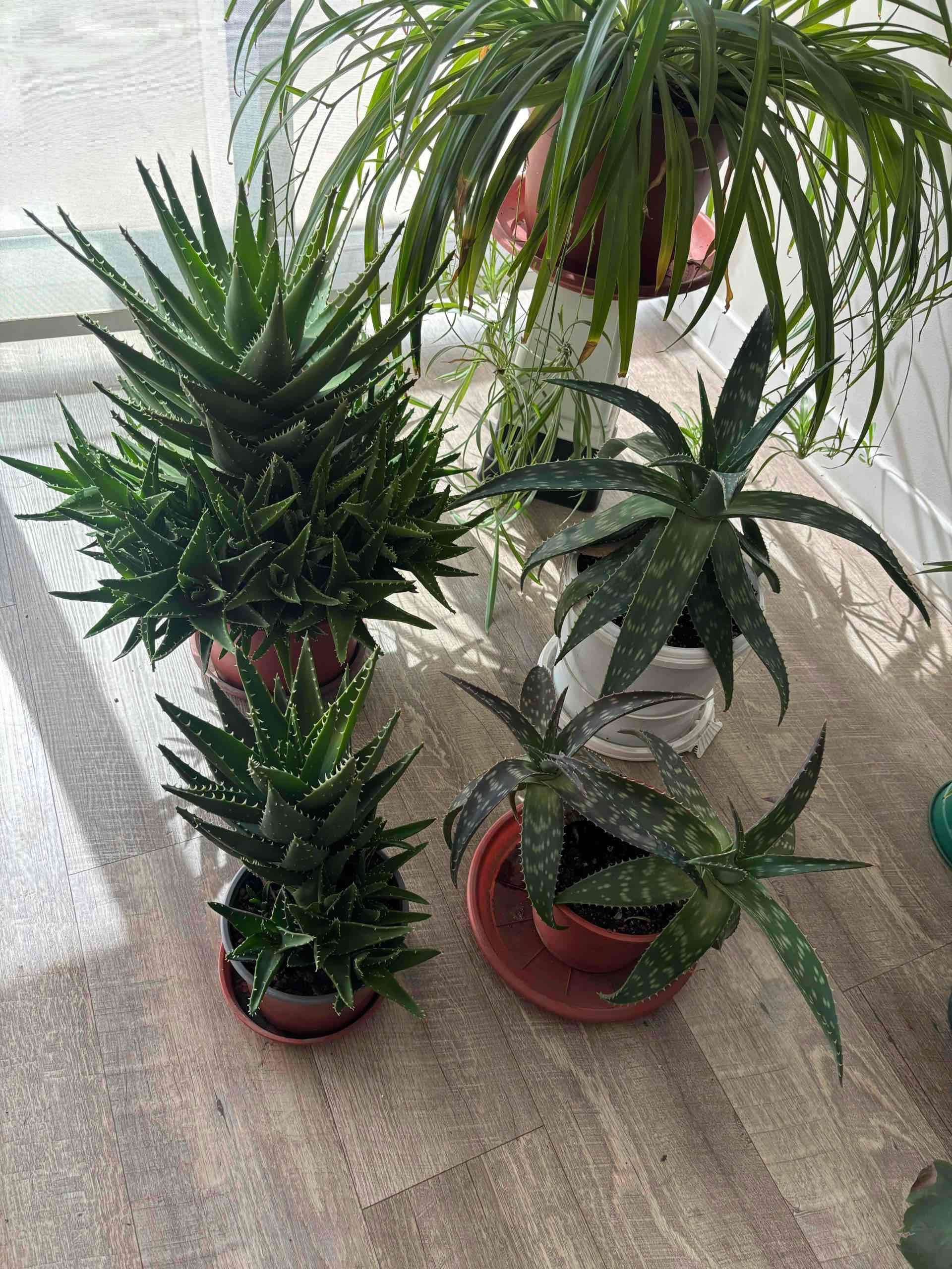 Vendo POR MUDANZA plantas de interior. - miniatura 2