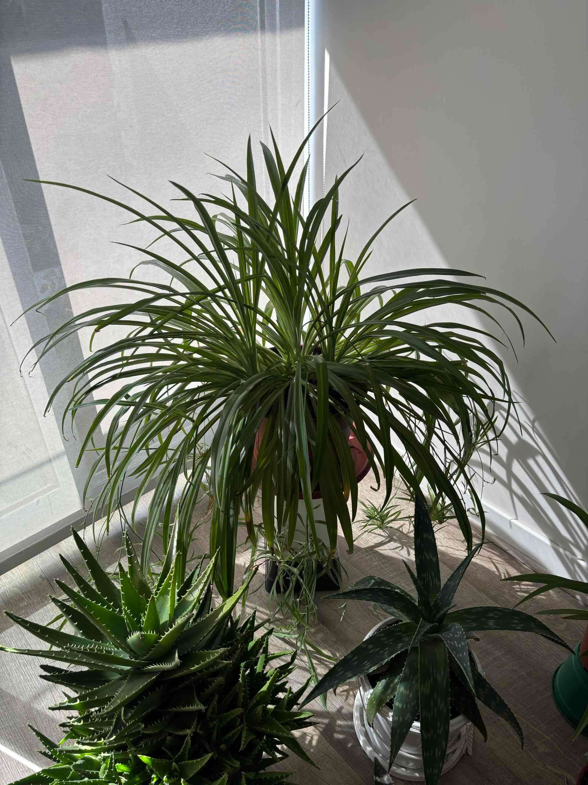 Vendo POR MUDANZA plantas de interior. - miniatura 3