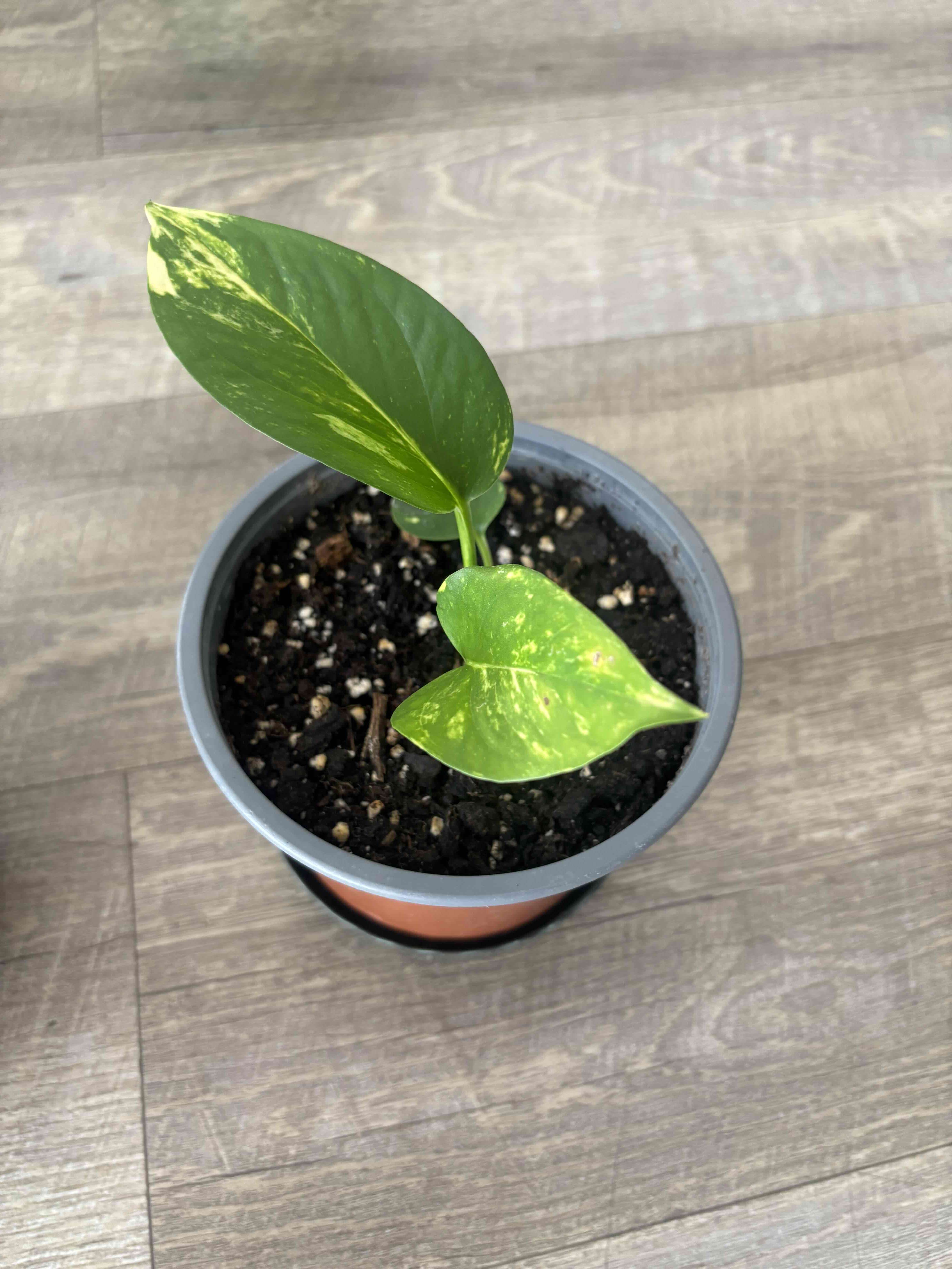 Vendo POR MUDANZA plantas de interior. - miniatura 4