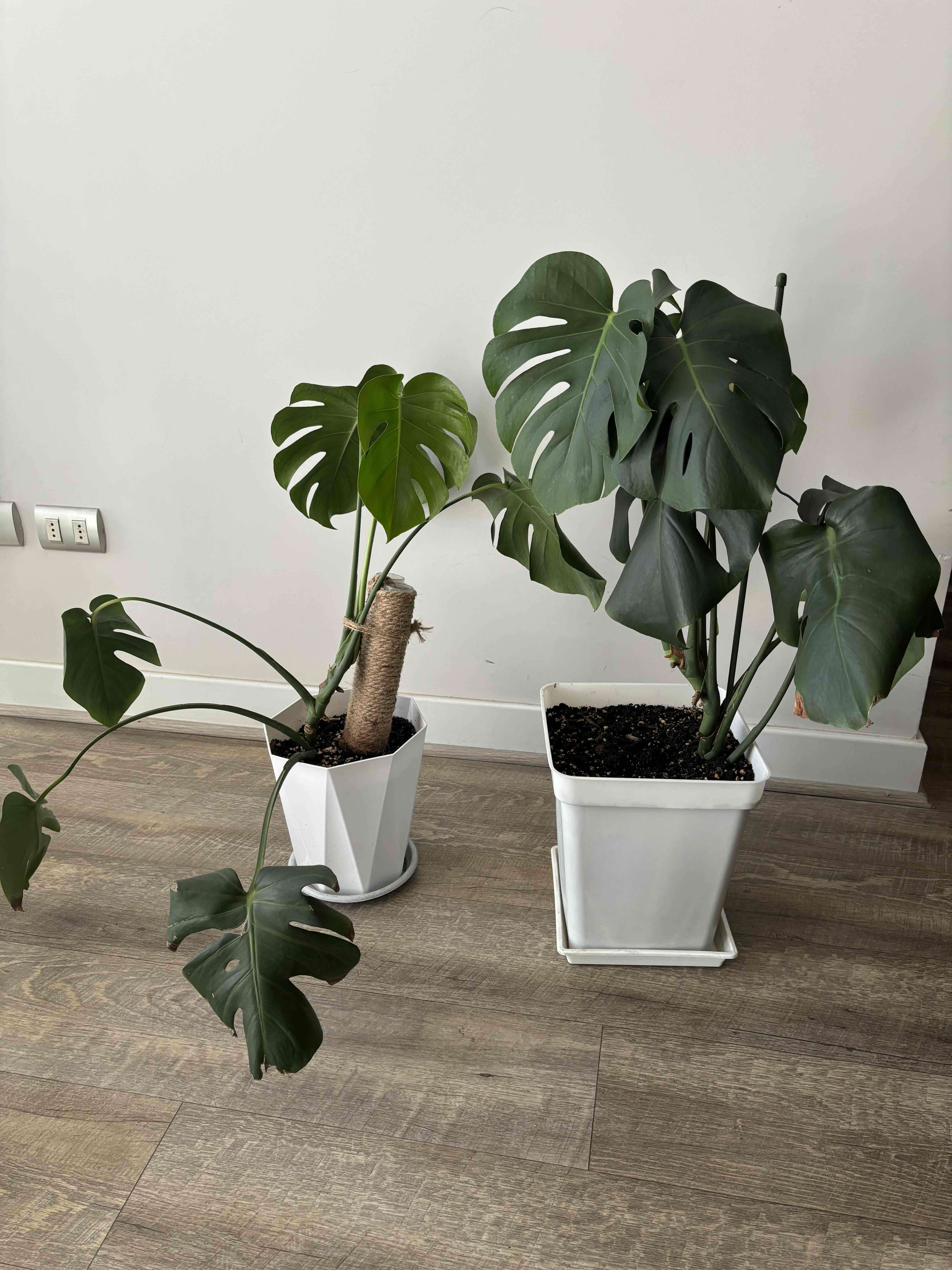 Vendo POR MUDANZA plantas de interior. - miniatura 5