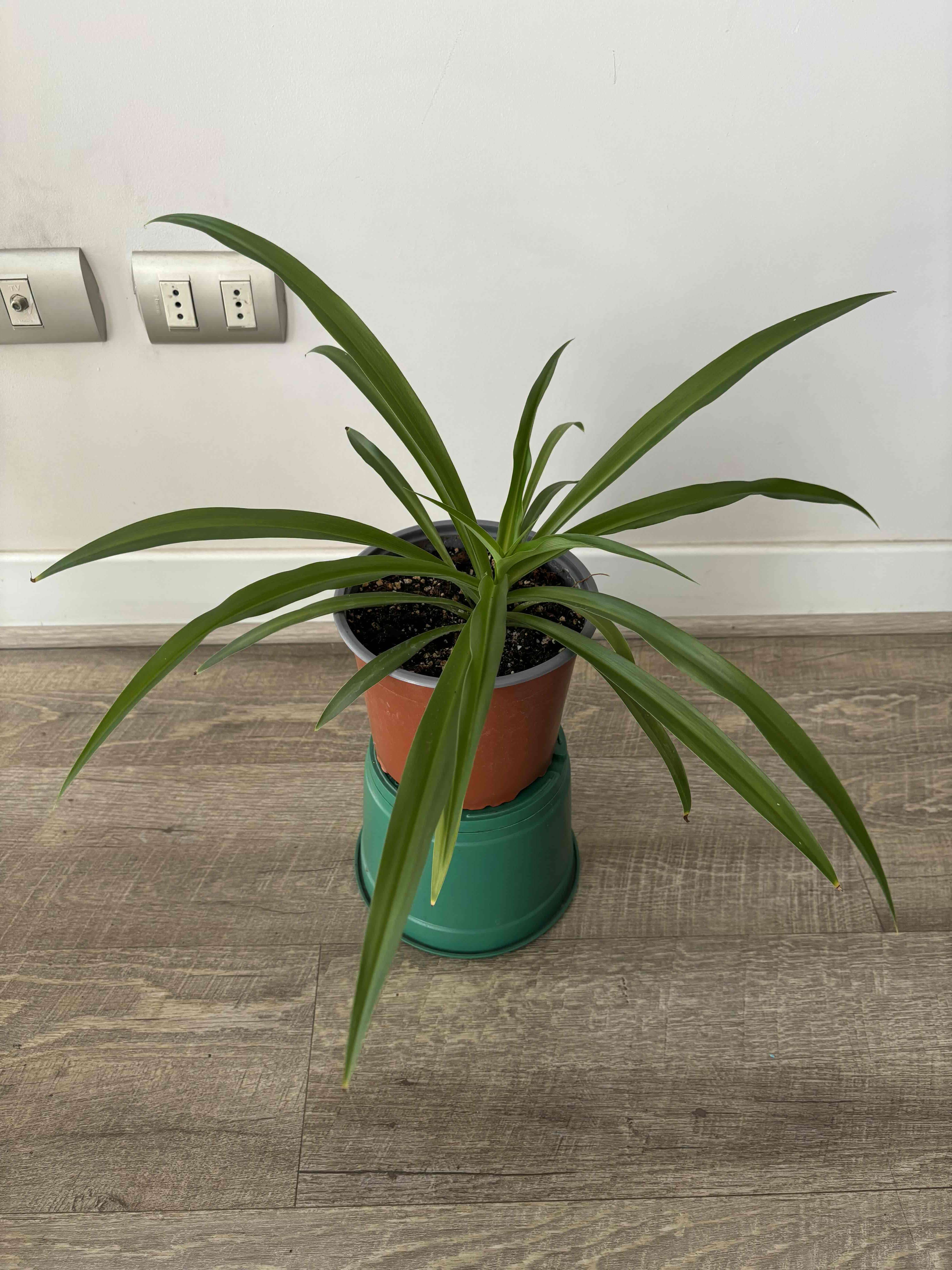 Vendo POR MUDANZA plantas de interior. - miniatura 6