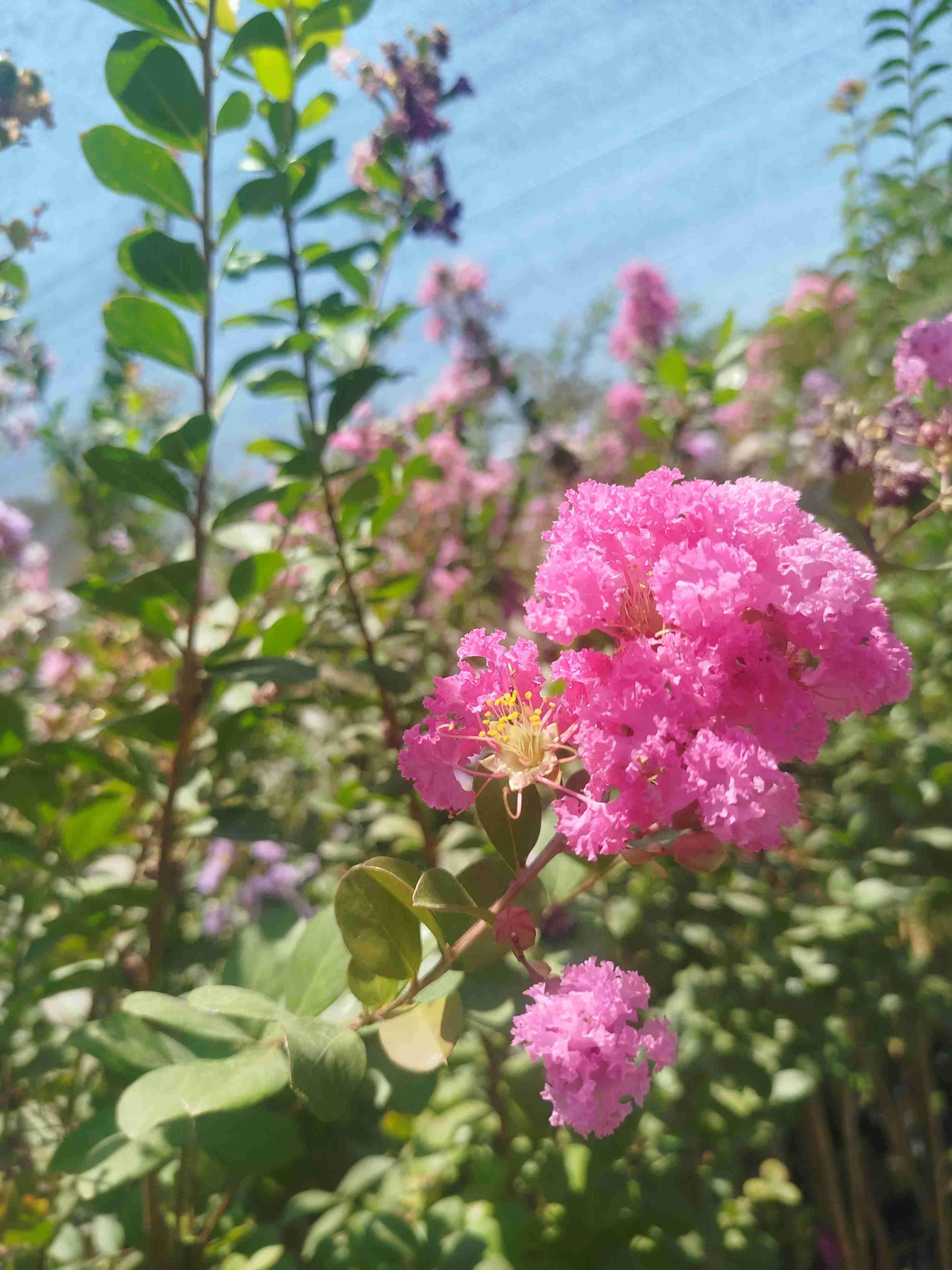 Crespones diferentes colores y altura - miniatura 2