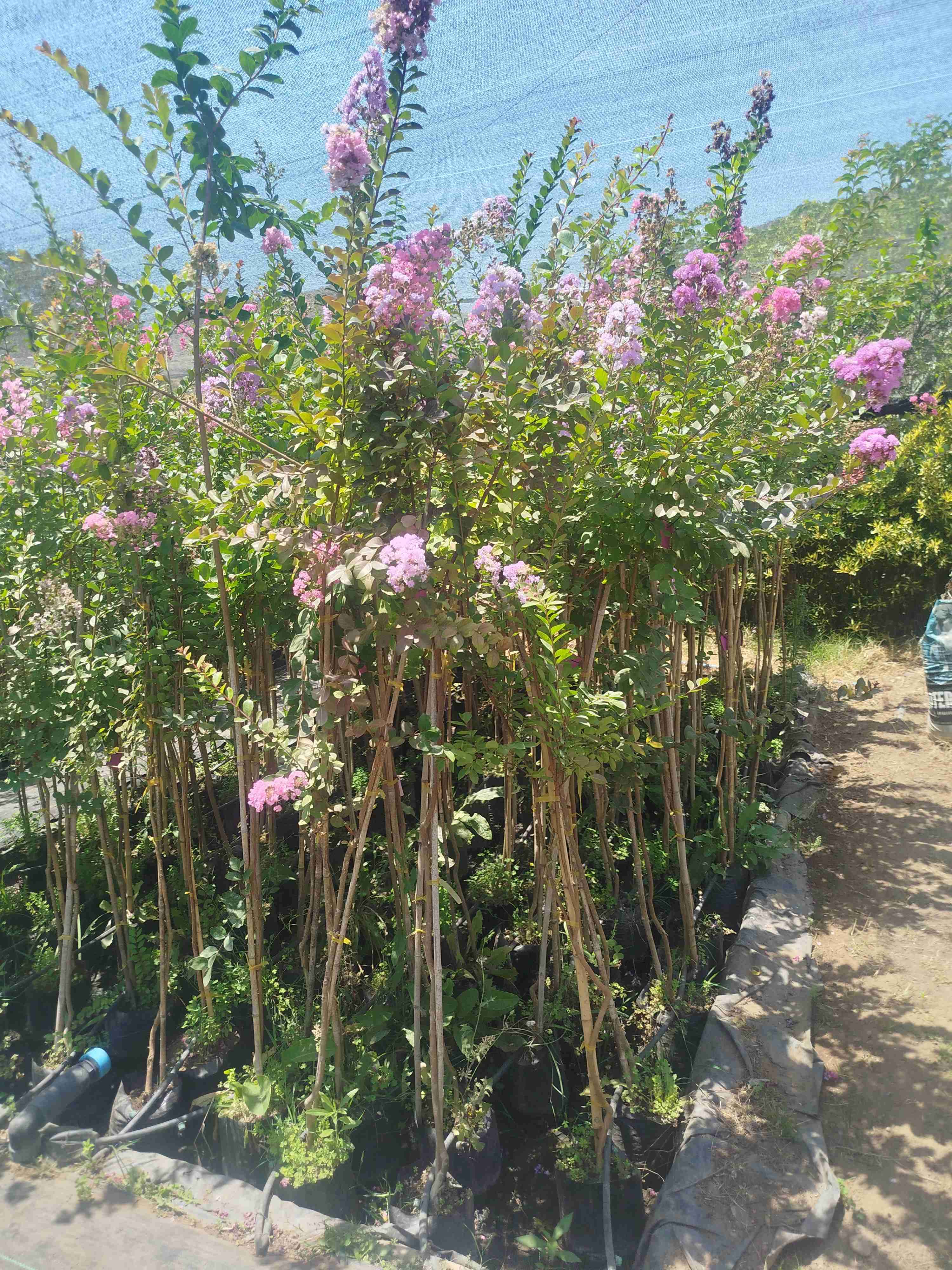 Crespones diferentes colores y altura - miniatura 3