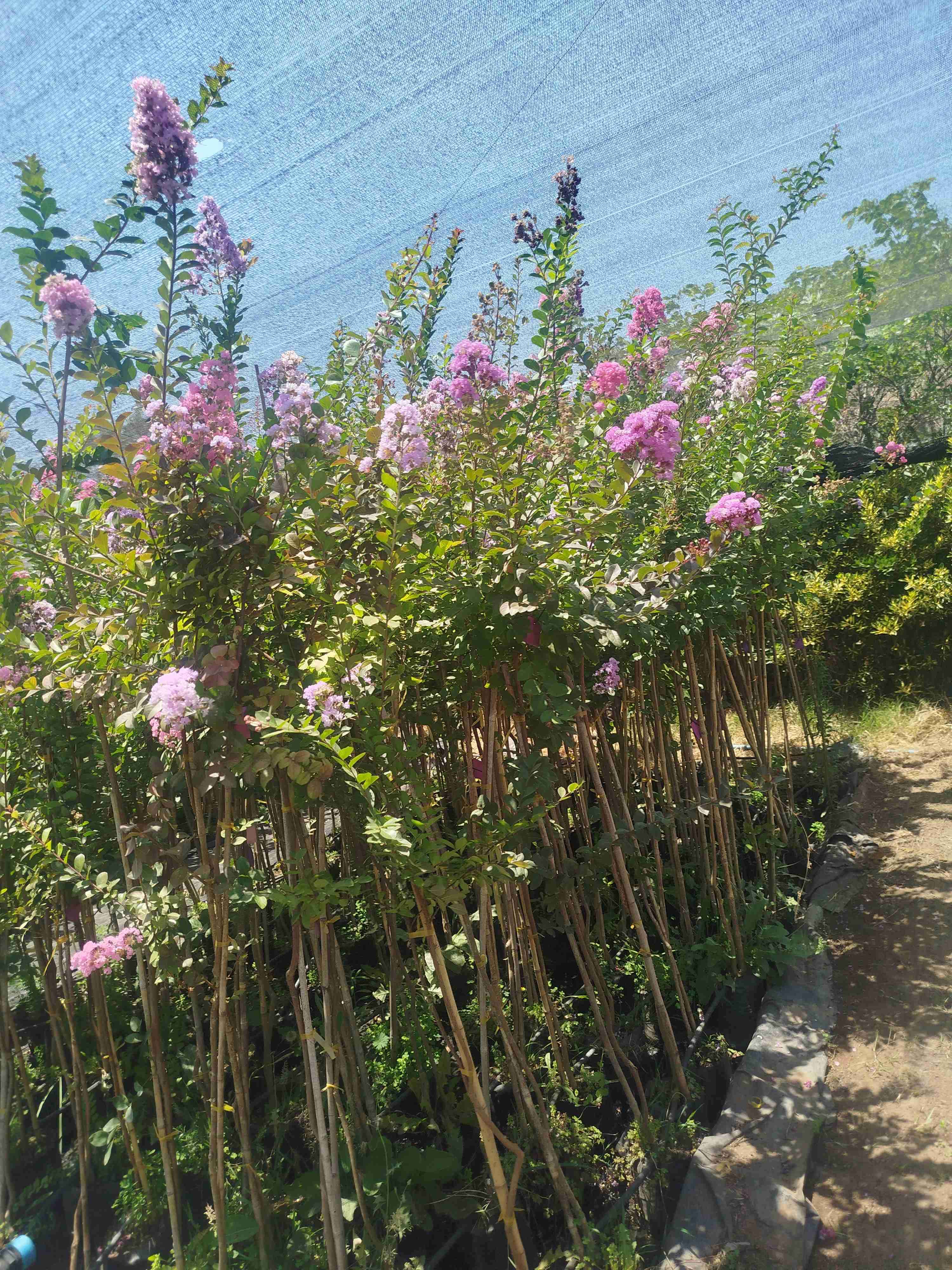 Crespones diferentes colores y altura - miniatura 4