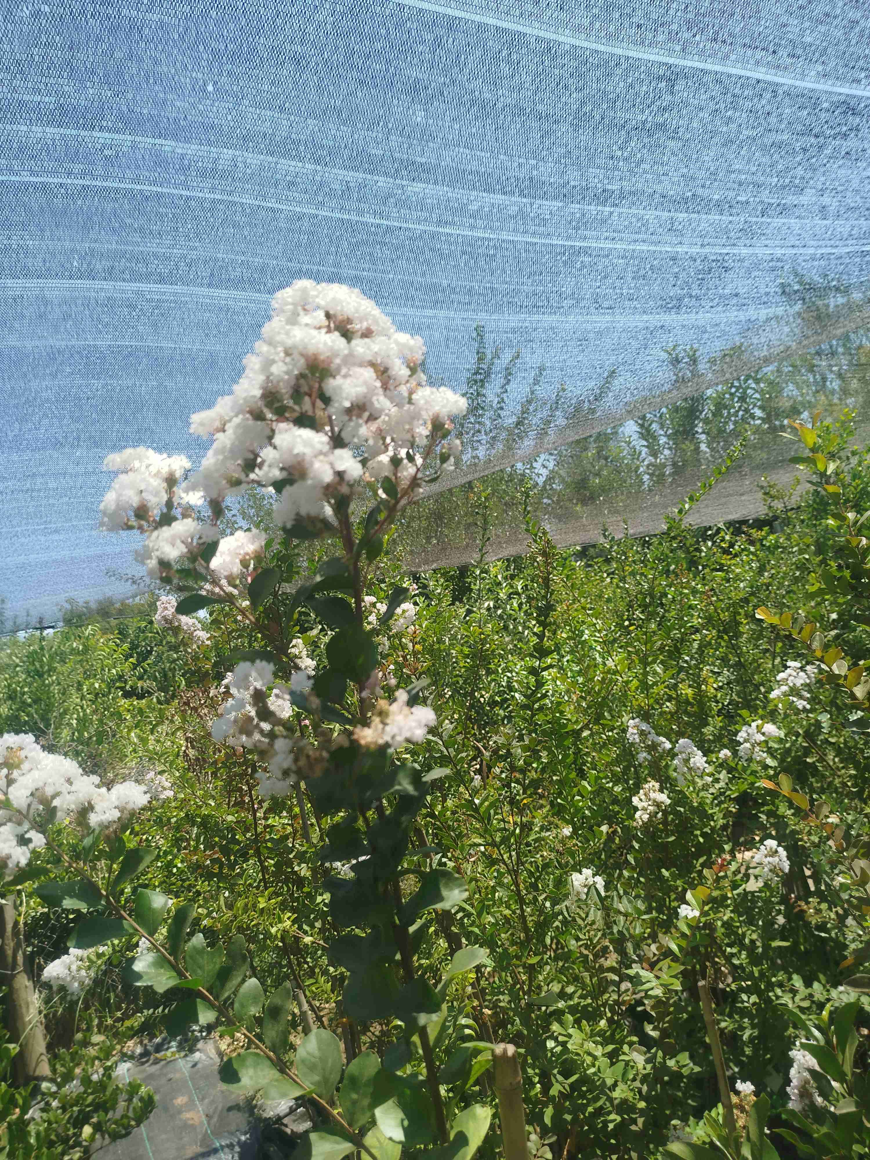 Crespones diferentes colores y altura - miniatura 5