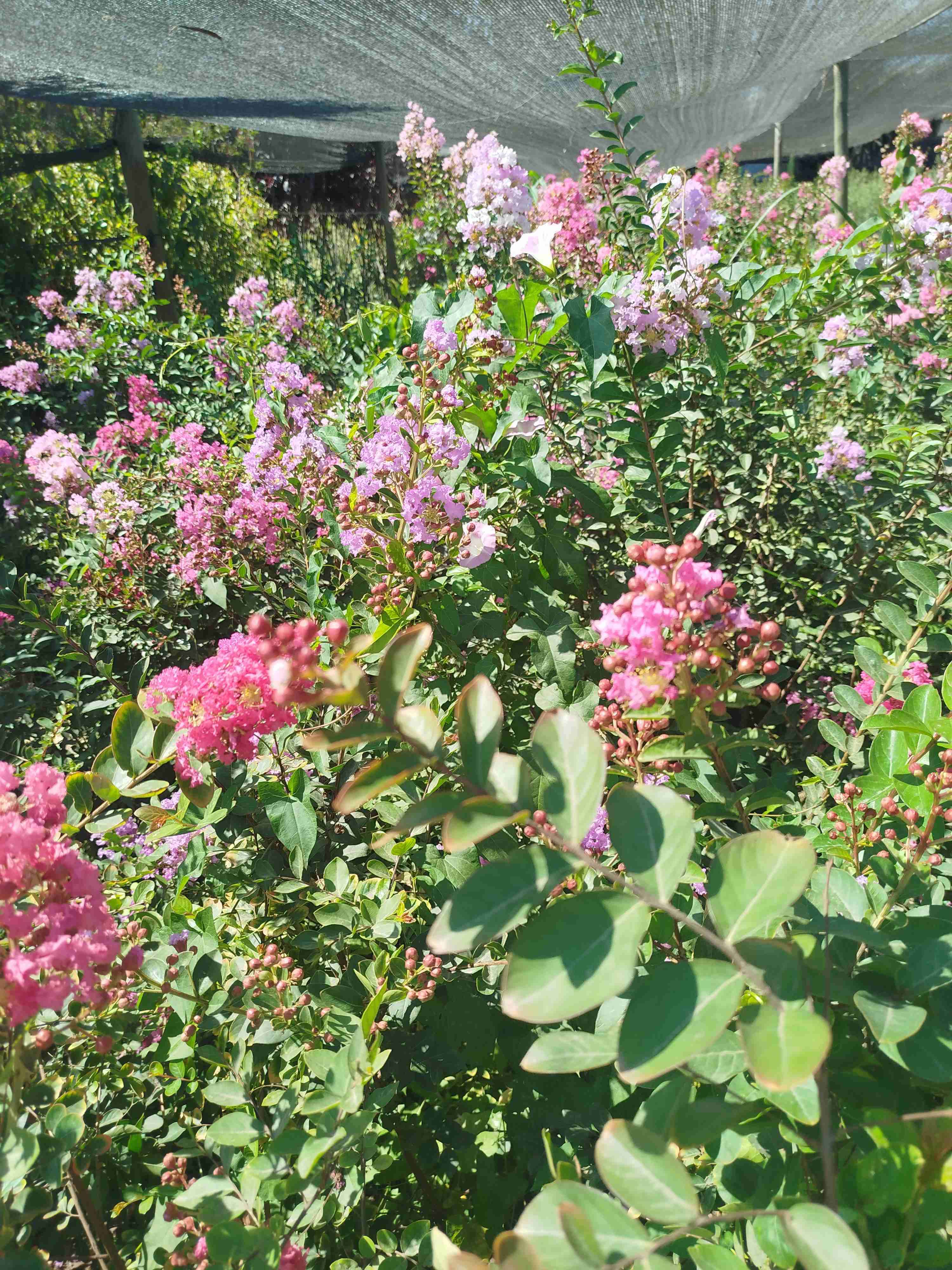 Crespones diferentes colores y altura - miniatura 6