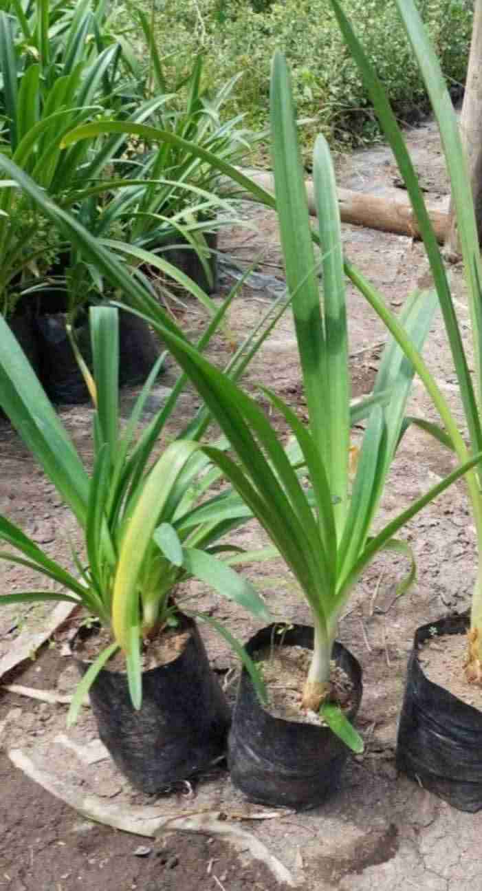 Planta de agapanto azul - miniatura 2