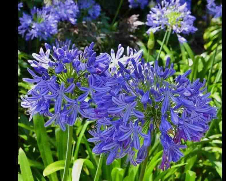 Planta de agapanto azul - miniatura 3