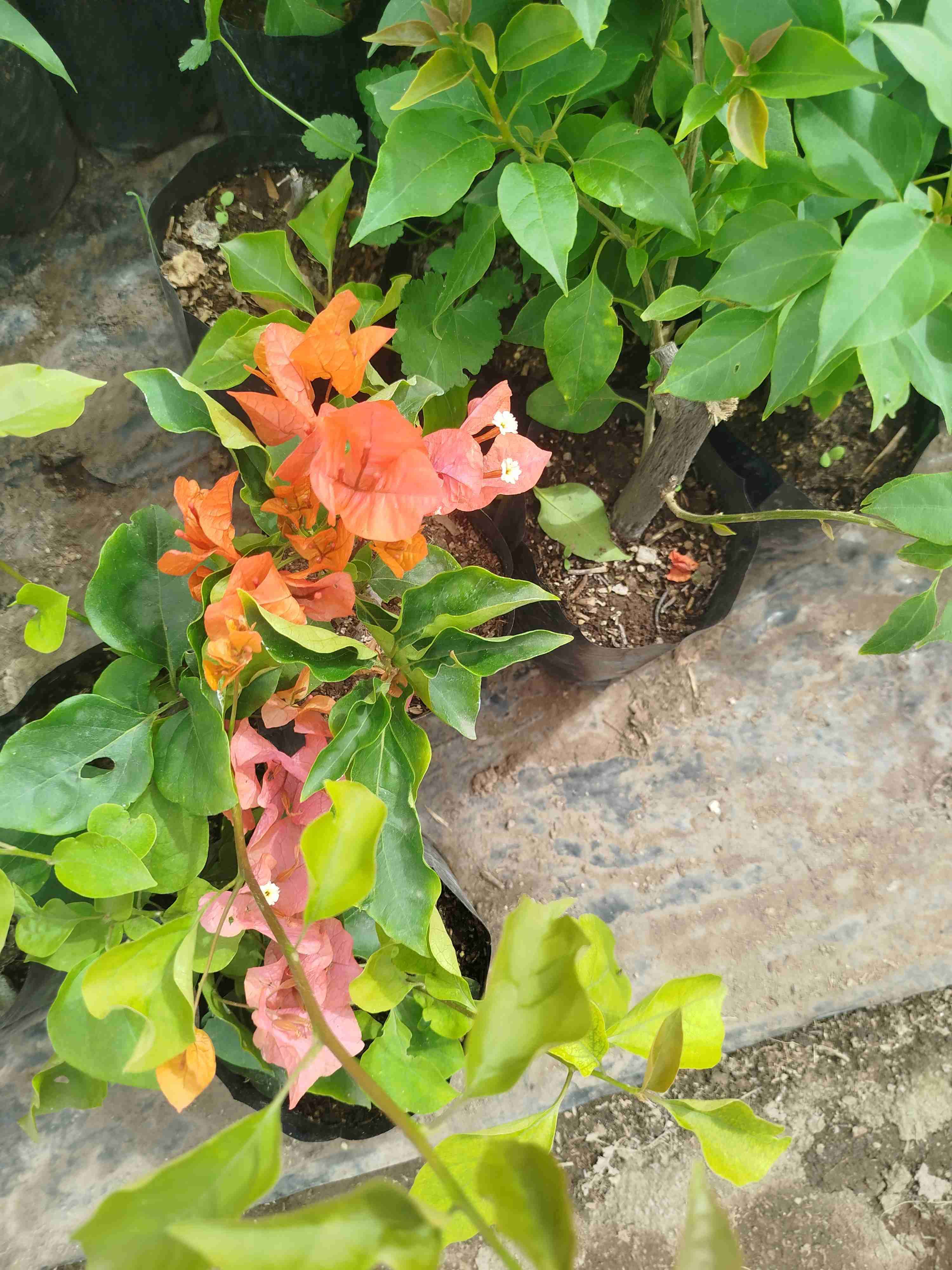 Planta de buganvilla en maceta - miniatura 1