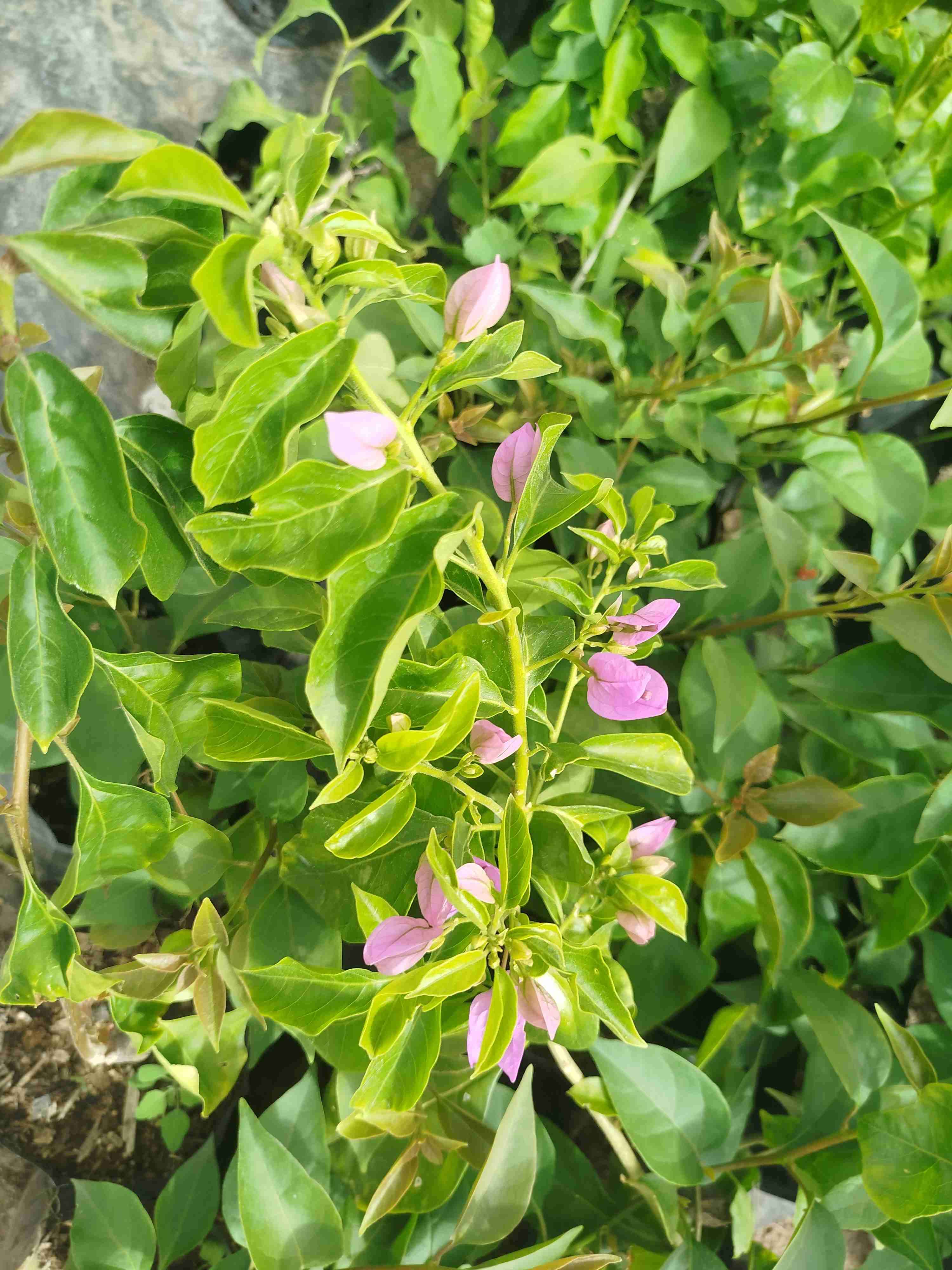 Planta de buganvilla en maceta - miniatura 2