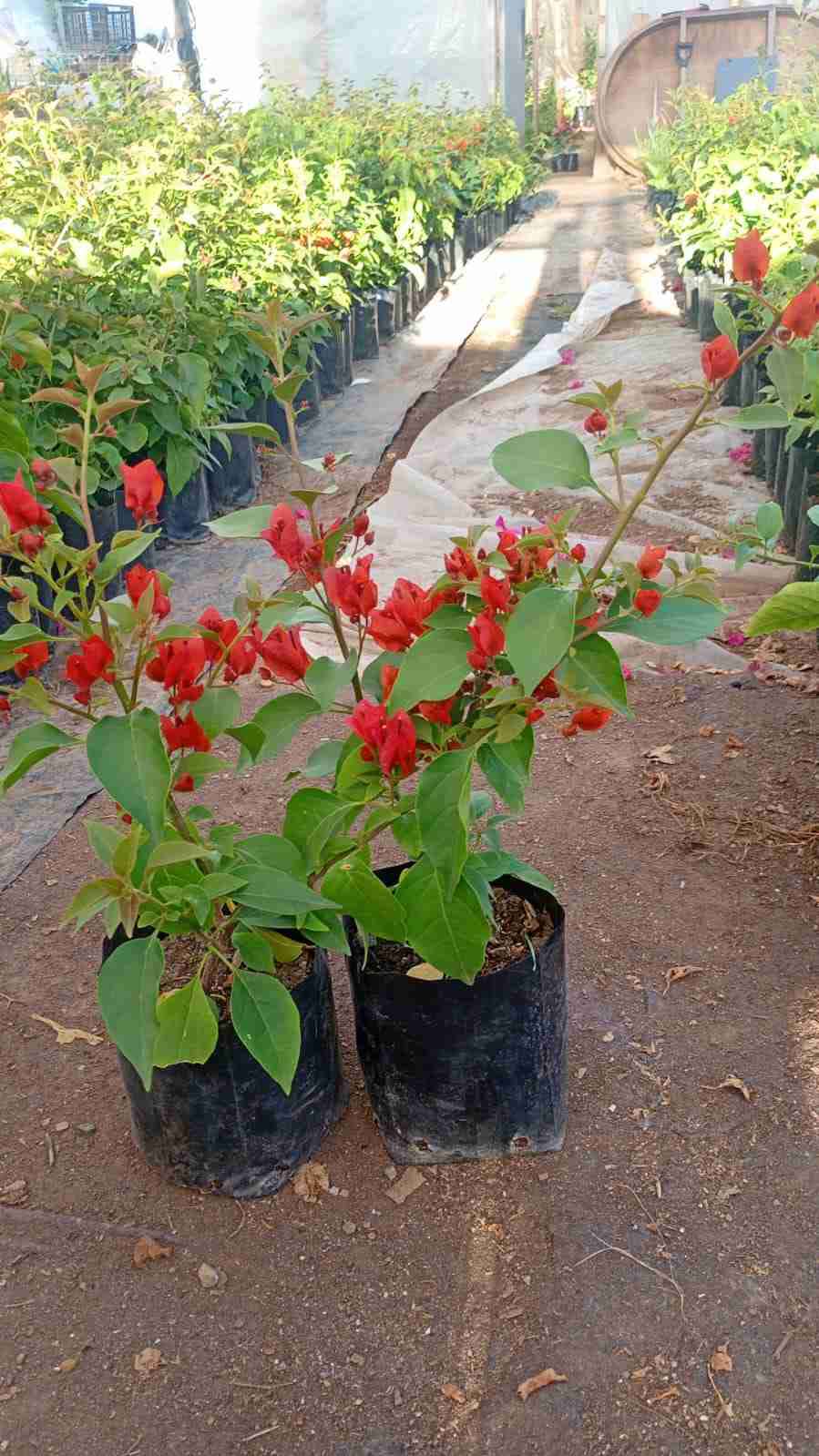 Planta de buganvilla en maceta - miniatura 3