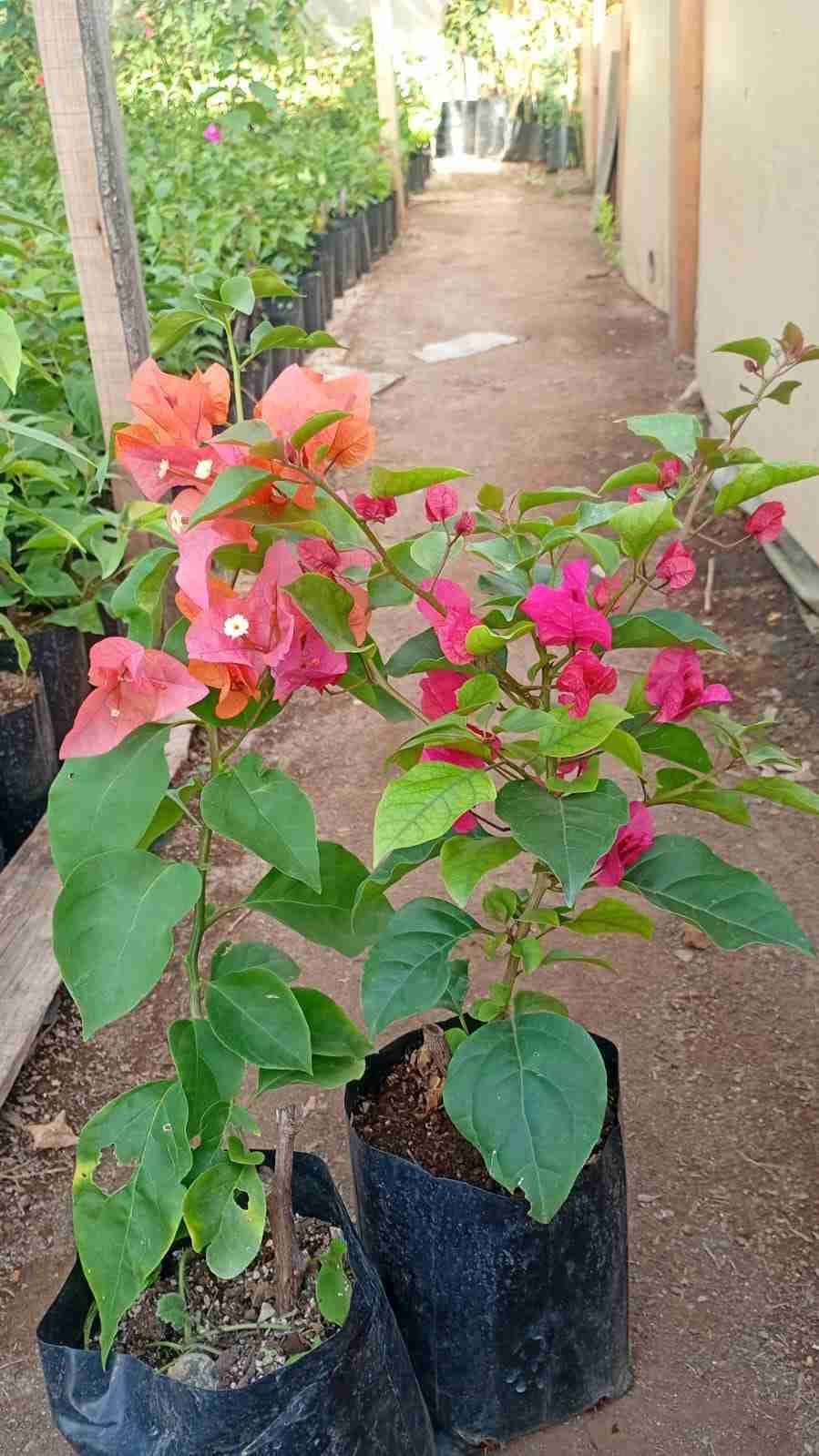 Planta de buganvilla en maceta - miniatura 4