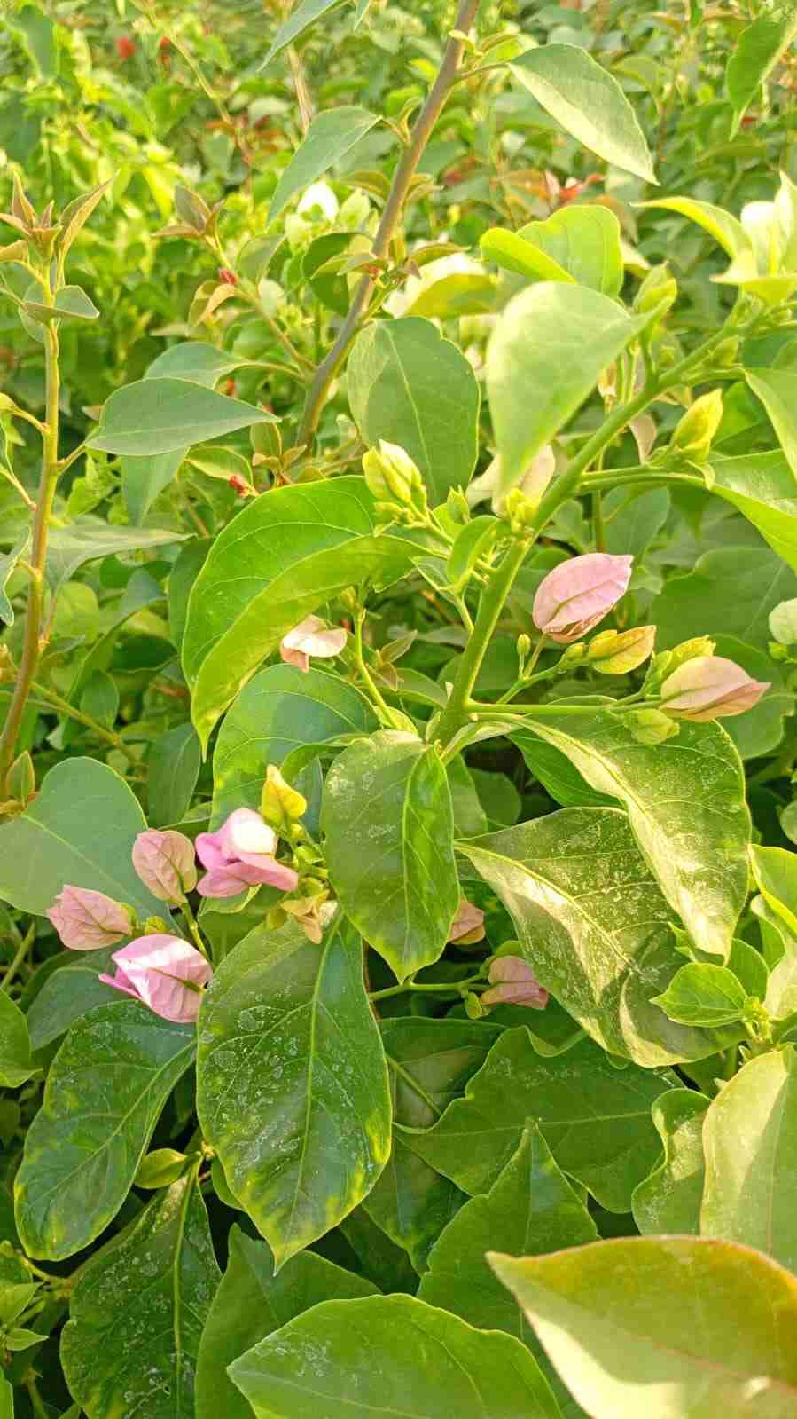 Planta de buganvilla en maceta - miniatura 5