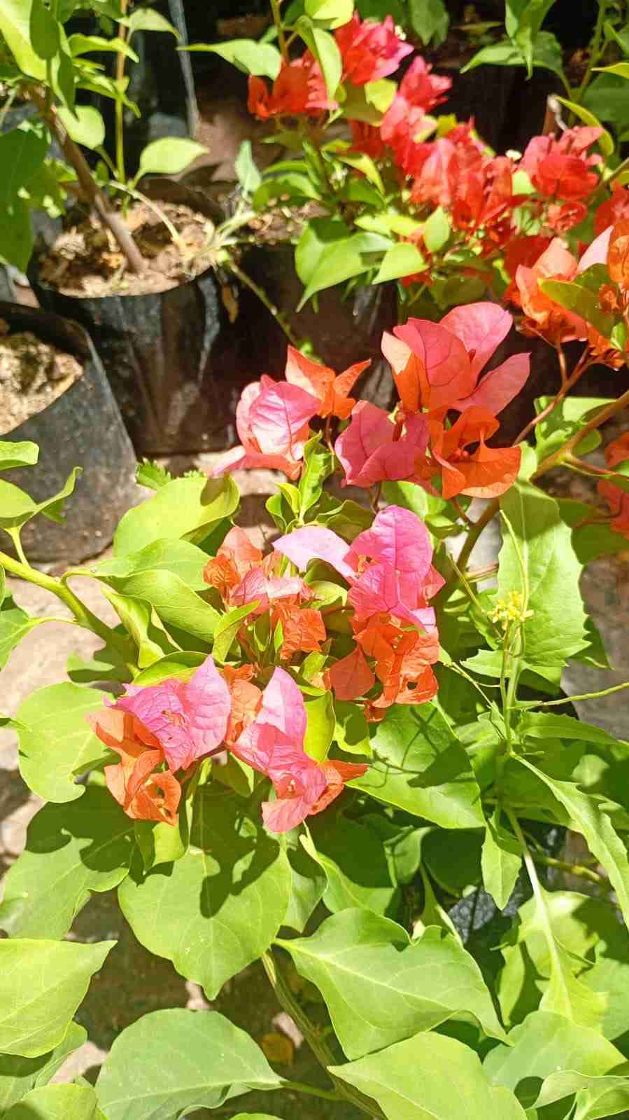 Planta de buganvilla en maceta - miniatura 6