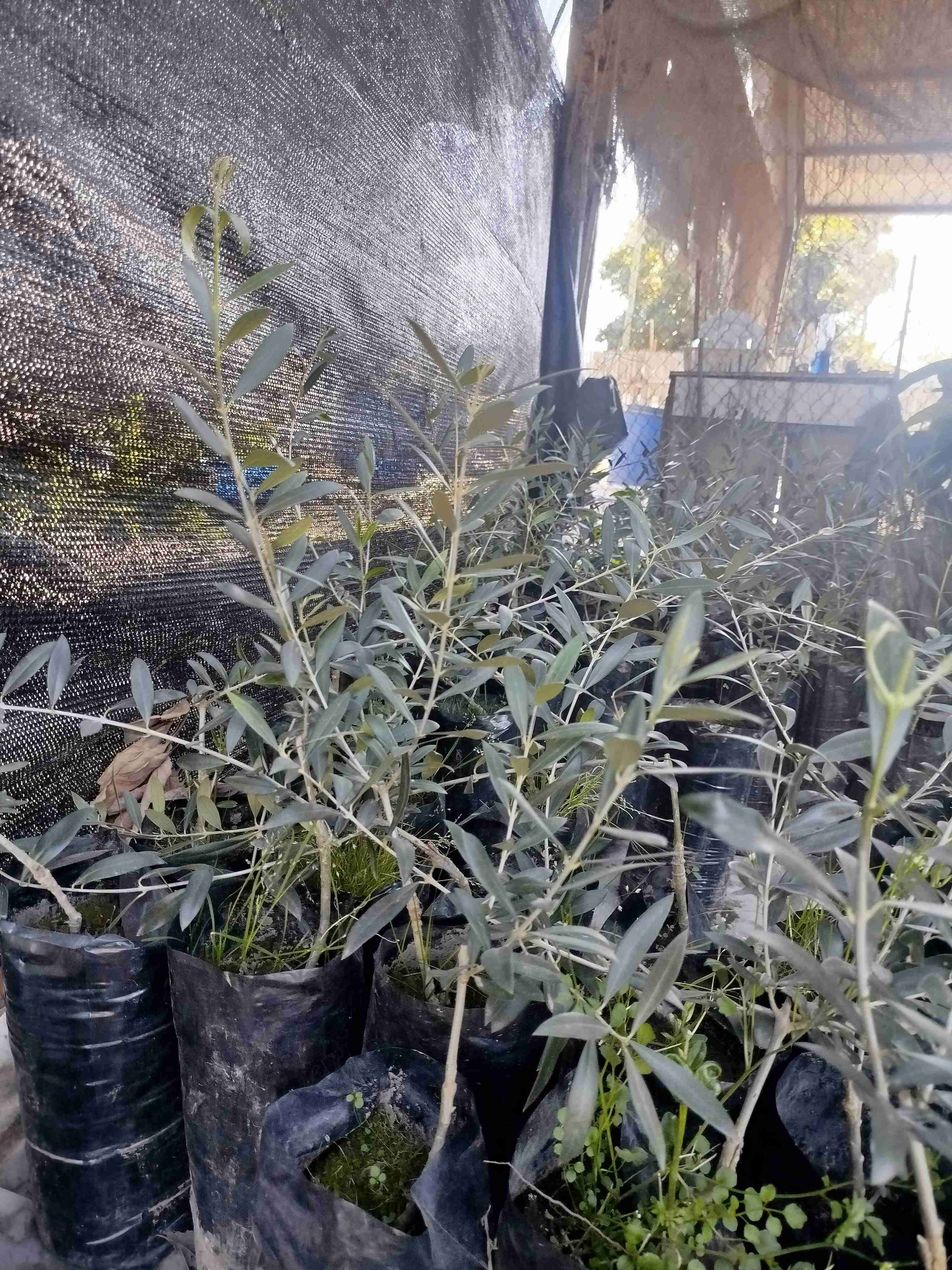 Olivo sevillano - miniatura 2