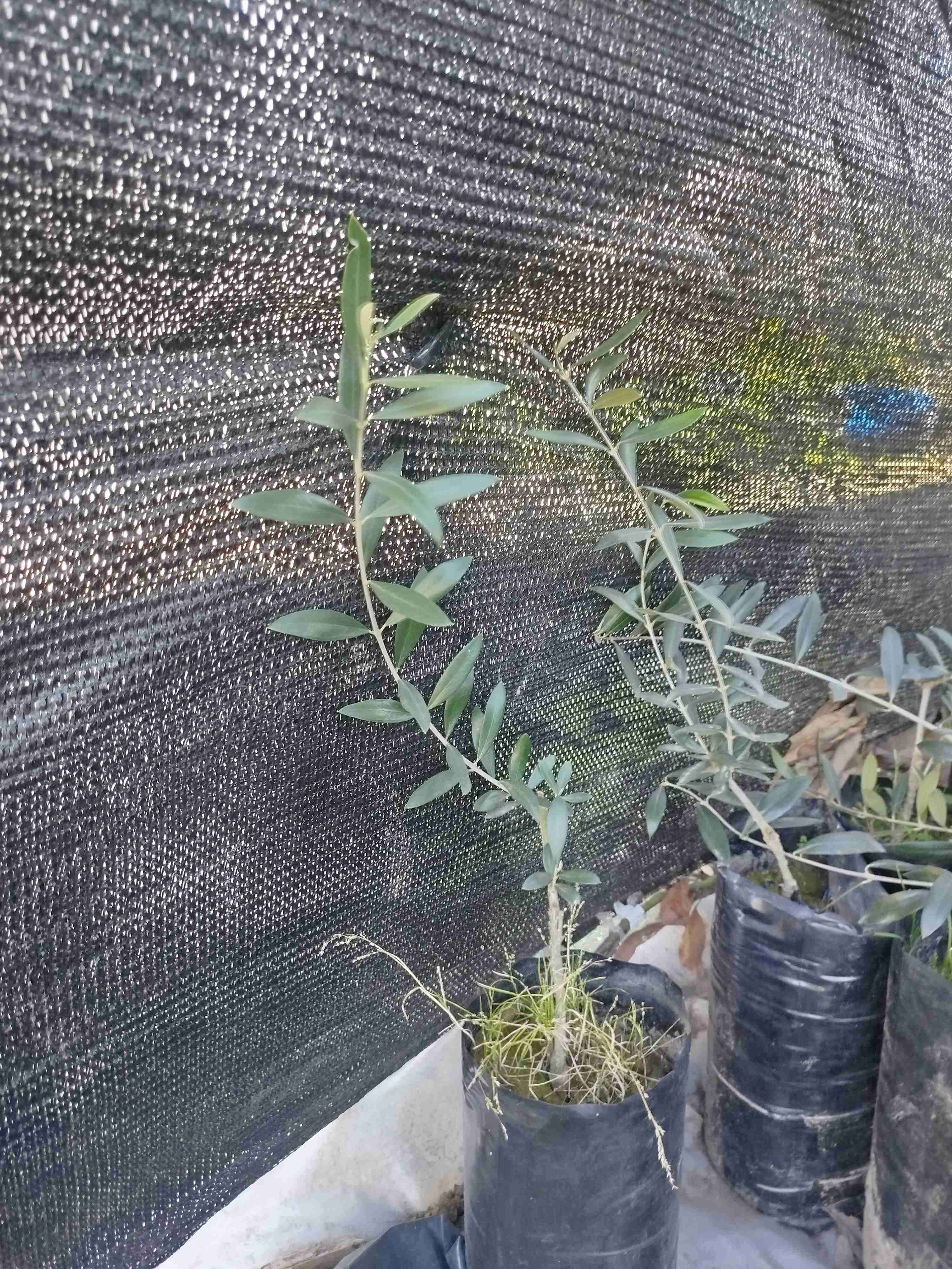 Olivo sevillano - miniatura 3